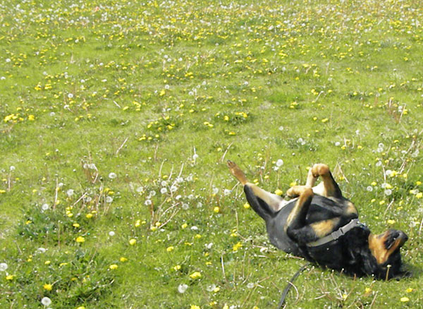 Rottweiler at Park