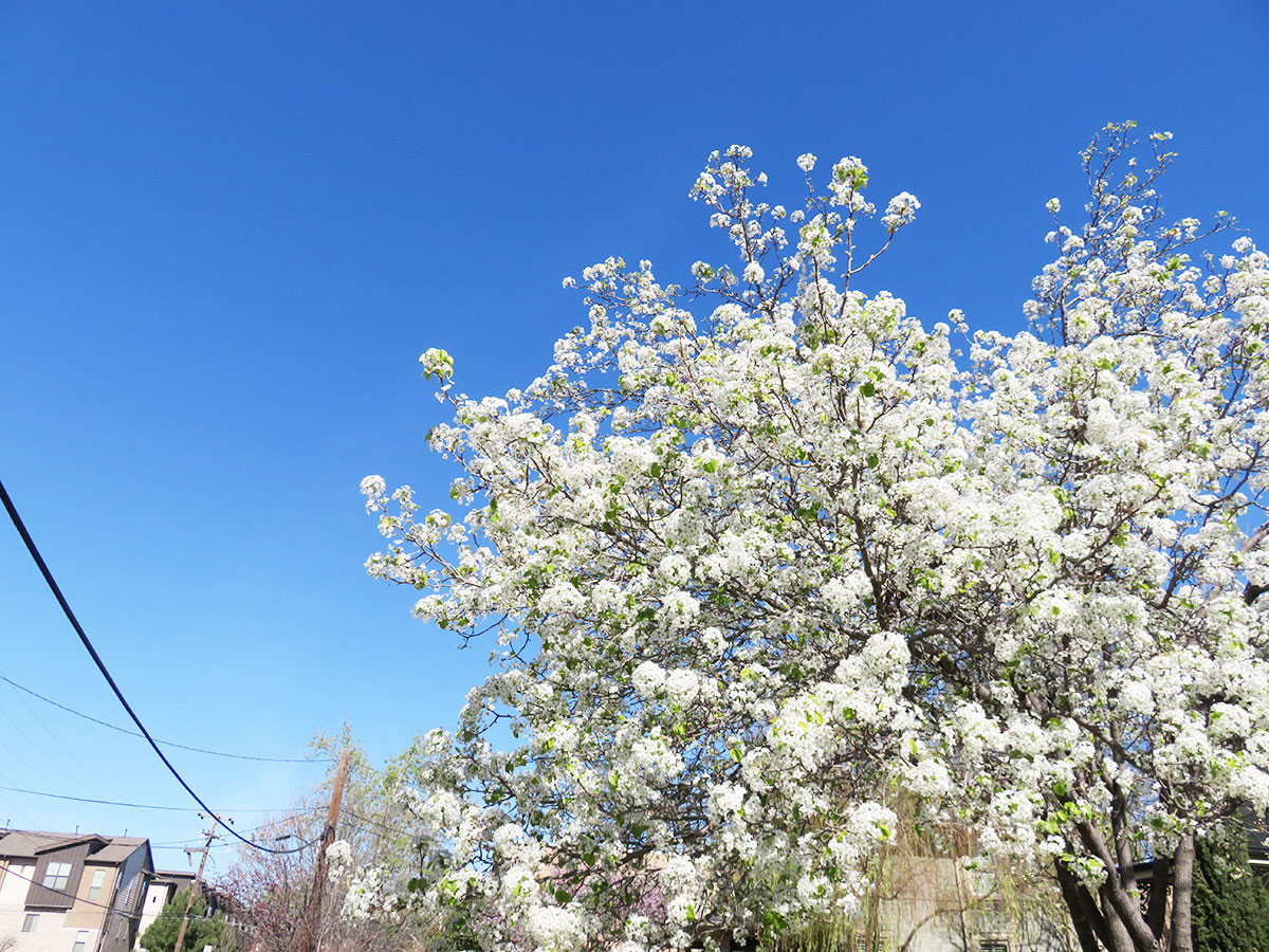 Blooming trees in Dallas, Texas.