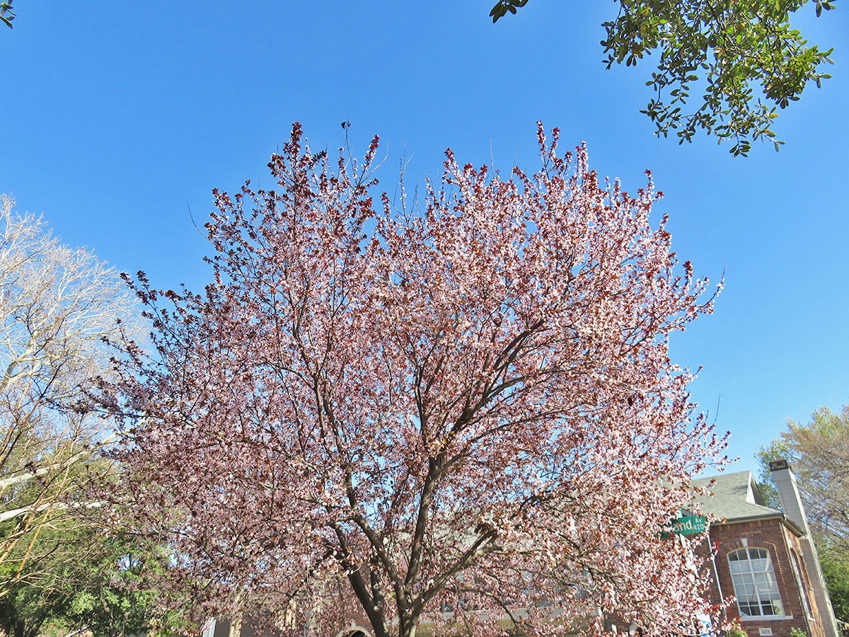 Blooming trees in Dallas, Texas.