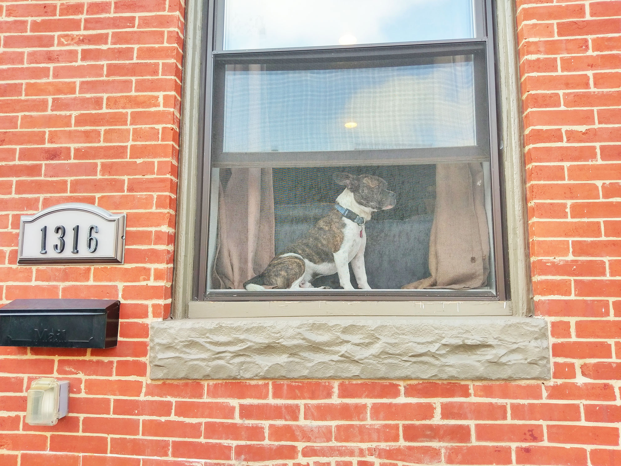 A dog in the window of a historic neighborhood in Baltimore.