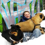 Andrew Halverson bullmastiff and rottweiler in snow
