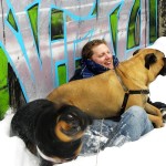 Andrew Halverson bullmastiff and rottweiler in snow