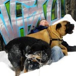 Andrew Halverson bullmastiff and rottweiler in snow