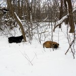 Rottweiler and Bullmastiff in snow