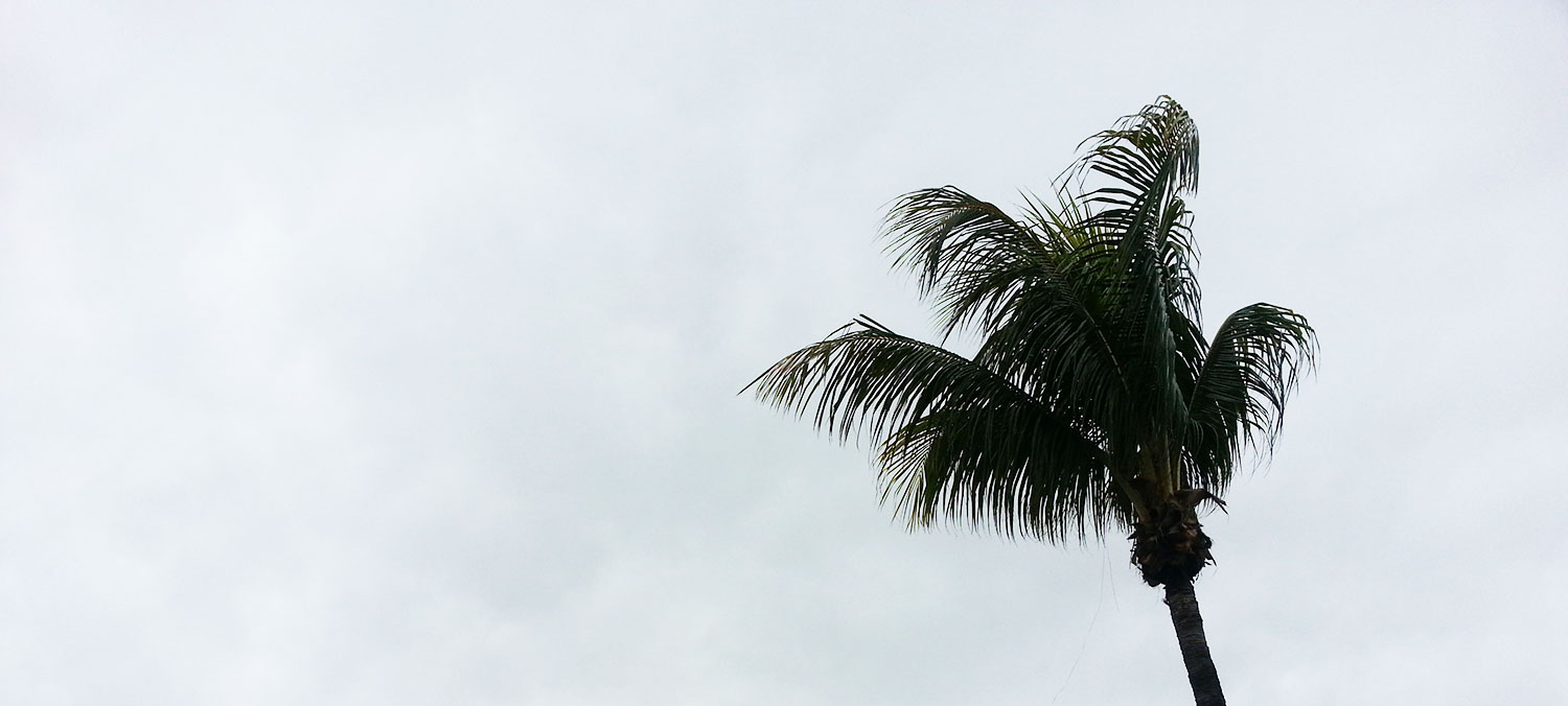 Palm tree along the Miami River.