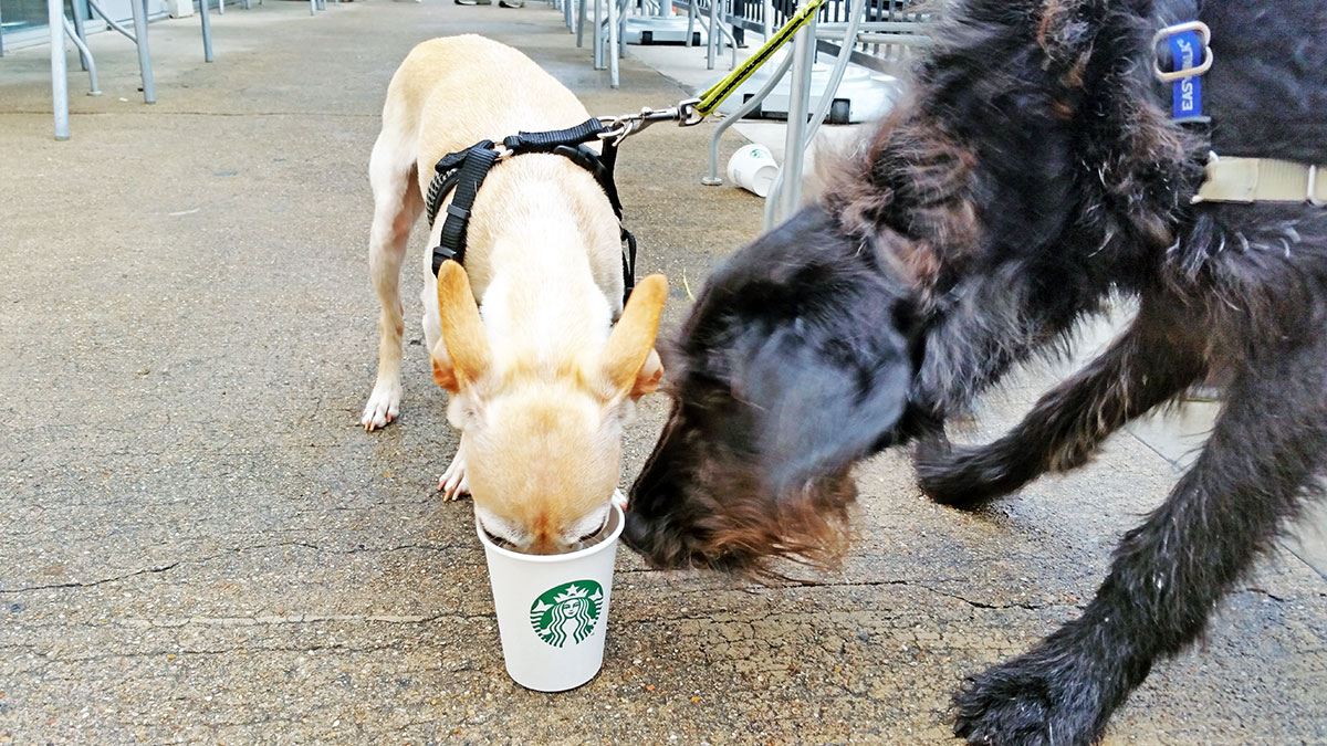 Ingrid and Gunter at Starbucks