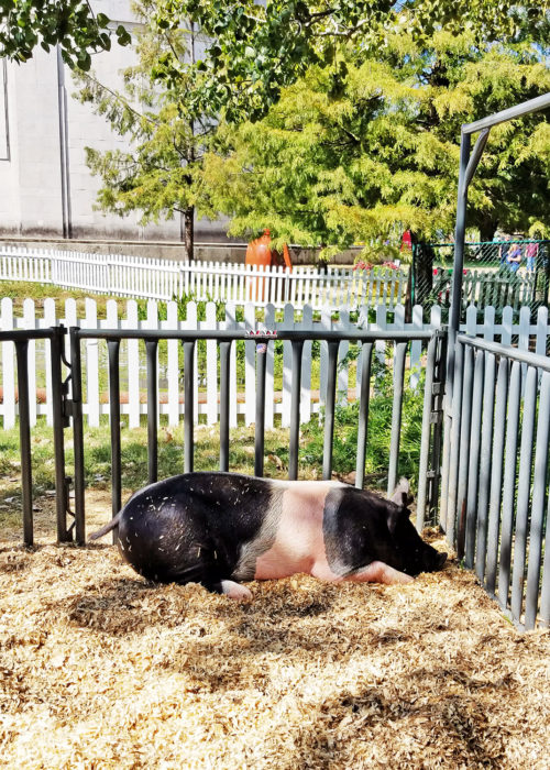 The pig pen at the State Fair.