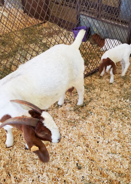 Goats at the State Fair