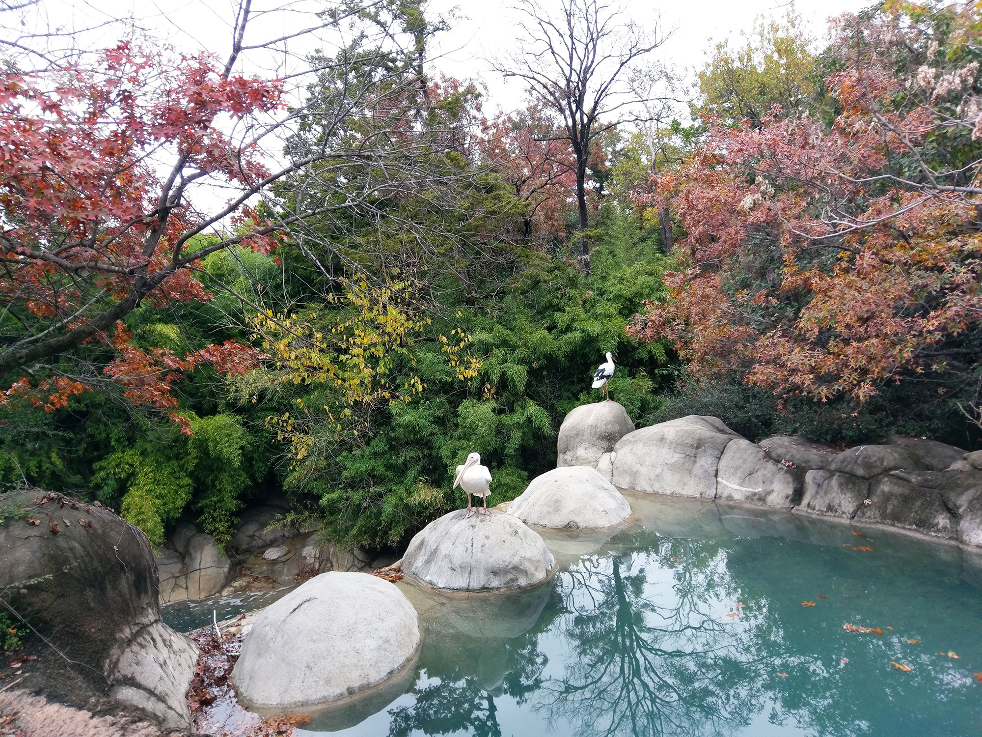 Birds and a waterfall at the Dallas Zoo.