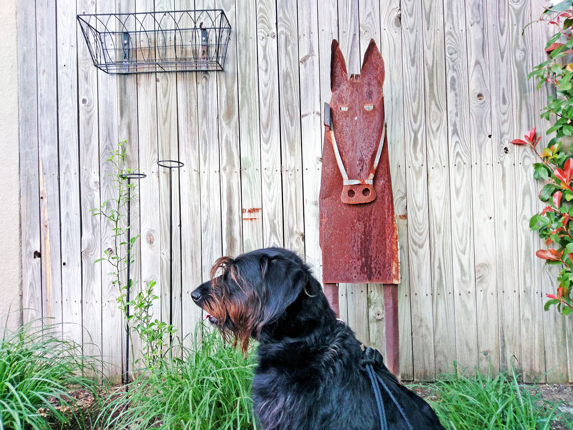 Ingrid the labradoodle explores art in Oak lawn, Dallas.