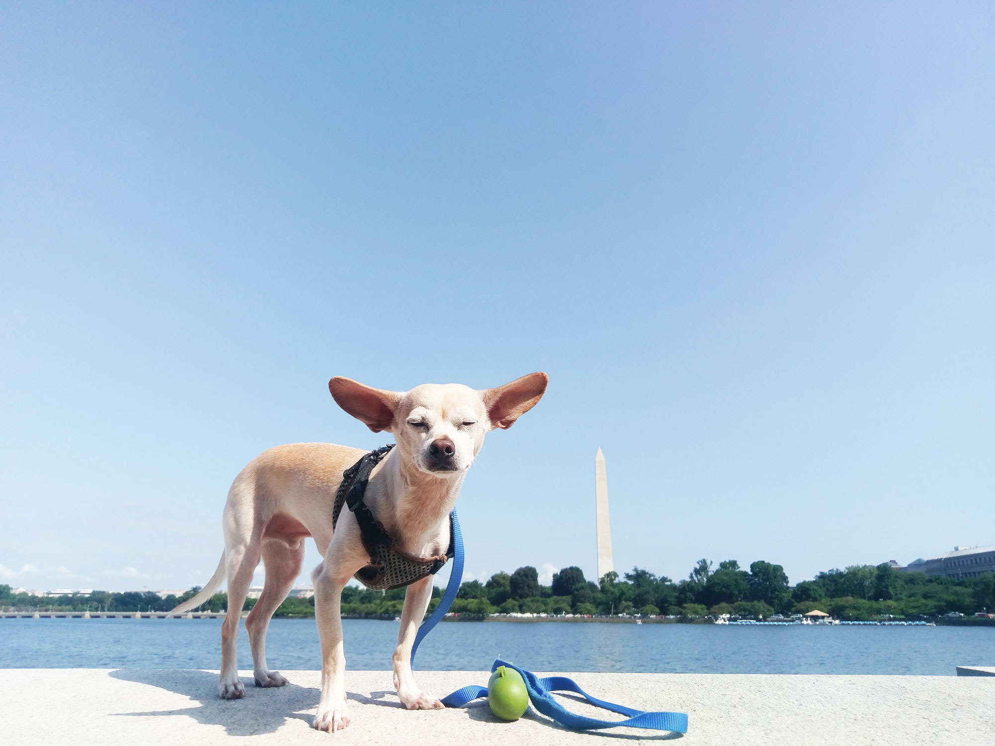 Gunter at the Washington Monument in D.C.