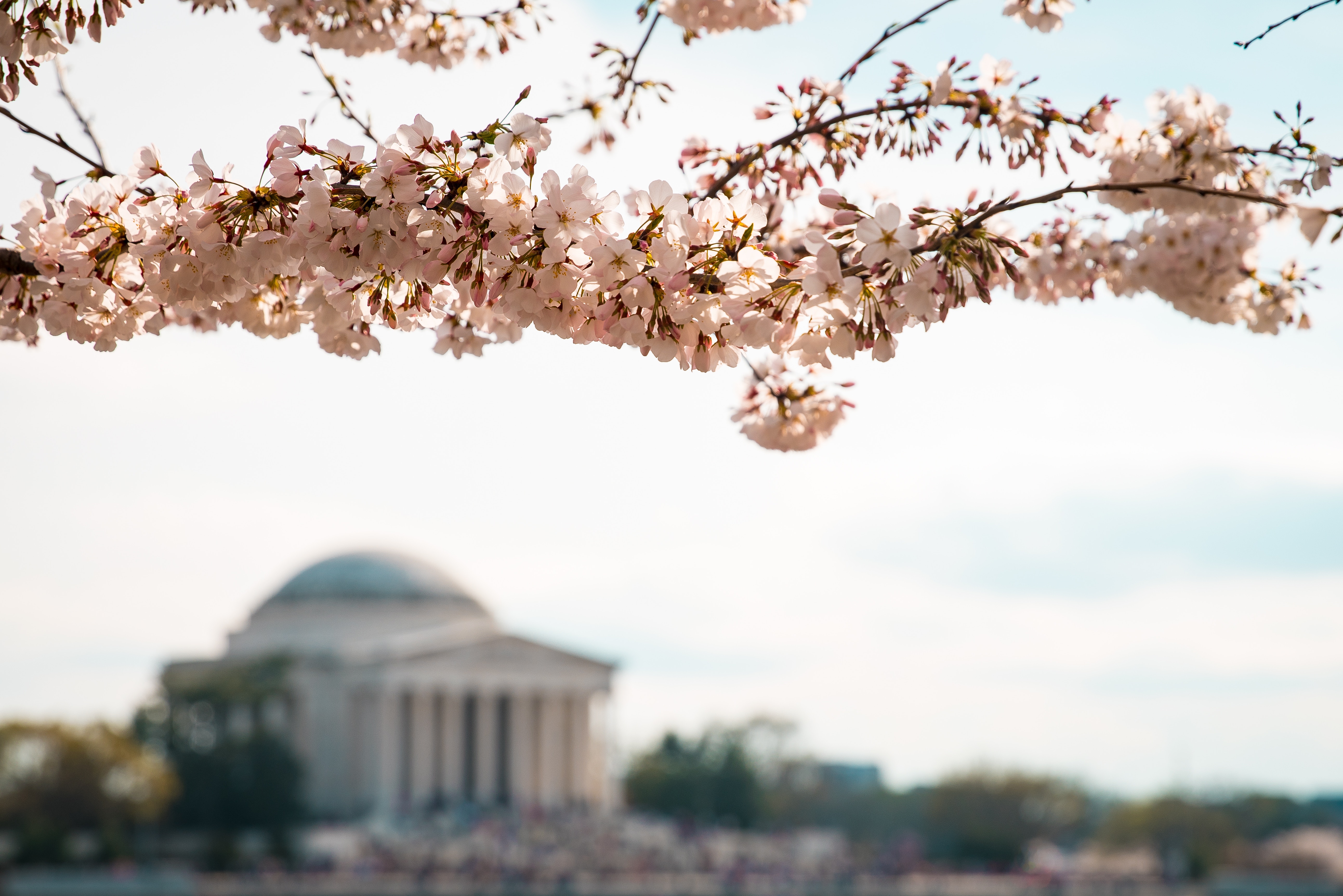 Washington DC Cherry Blossoms by Ashton Bingham