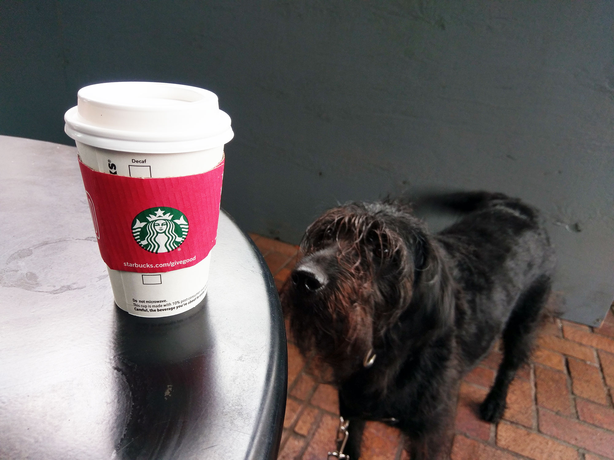 Ingrid, my labradoodle, eying my Starbucks coffee cup.