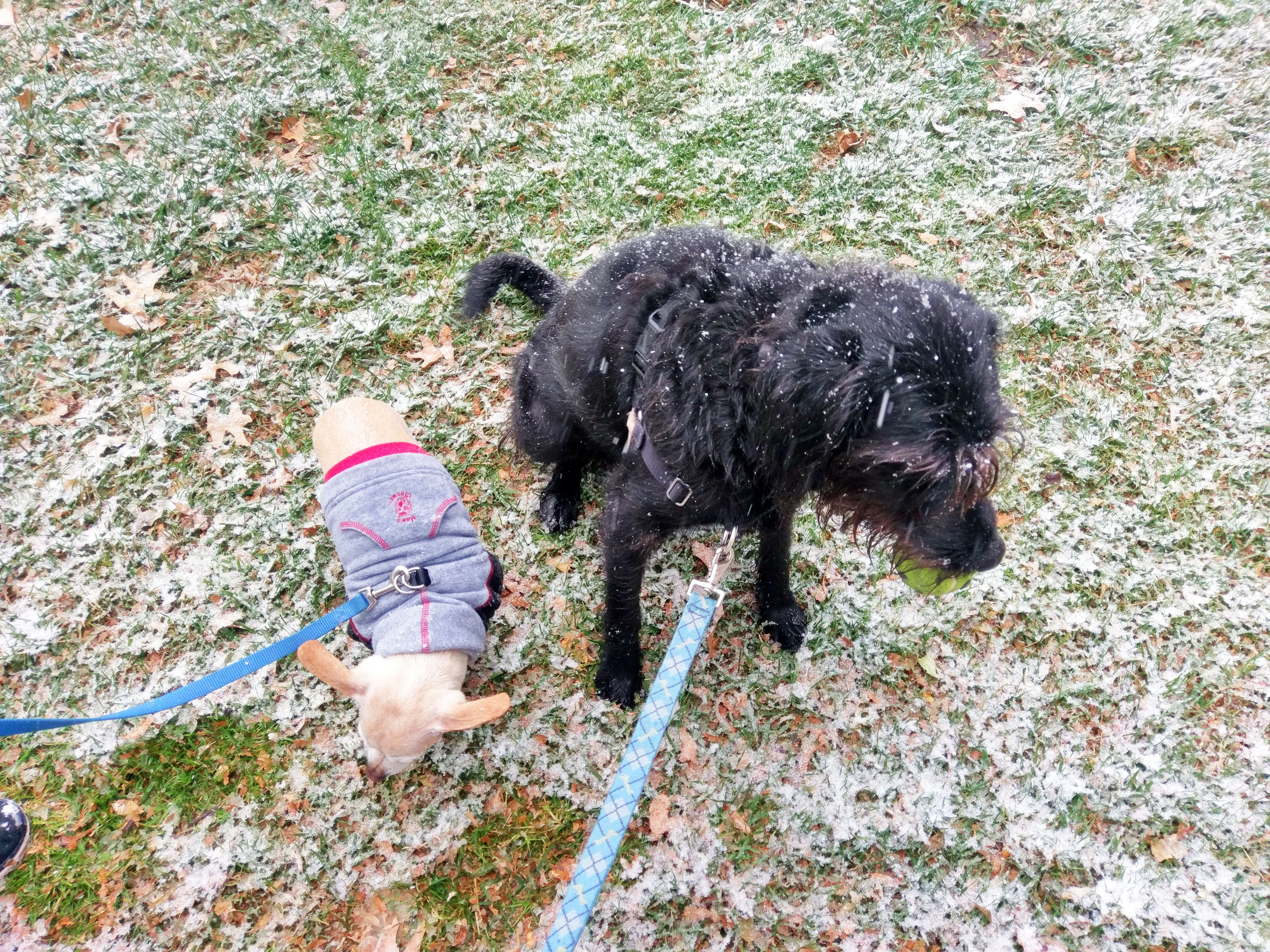 Ingrid and Gunter during the first major snow in D.C.
