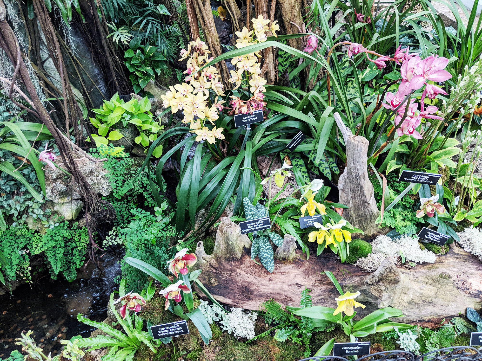 Orchids in the U.S. Botanic Garden in Washington, D.C.