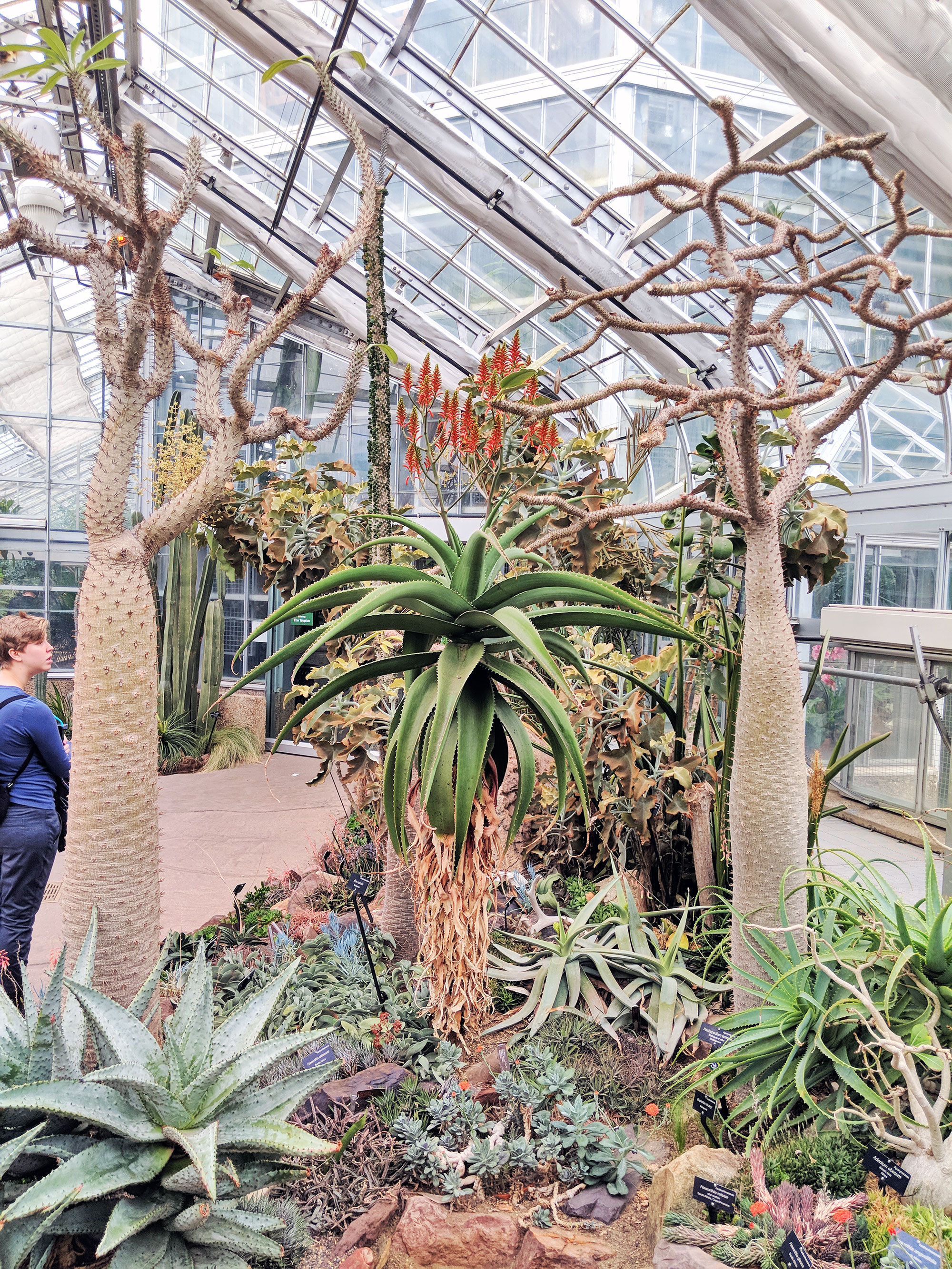 The cactus room of the U.S. Botanical Garden in Washington, D.C.