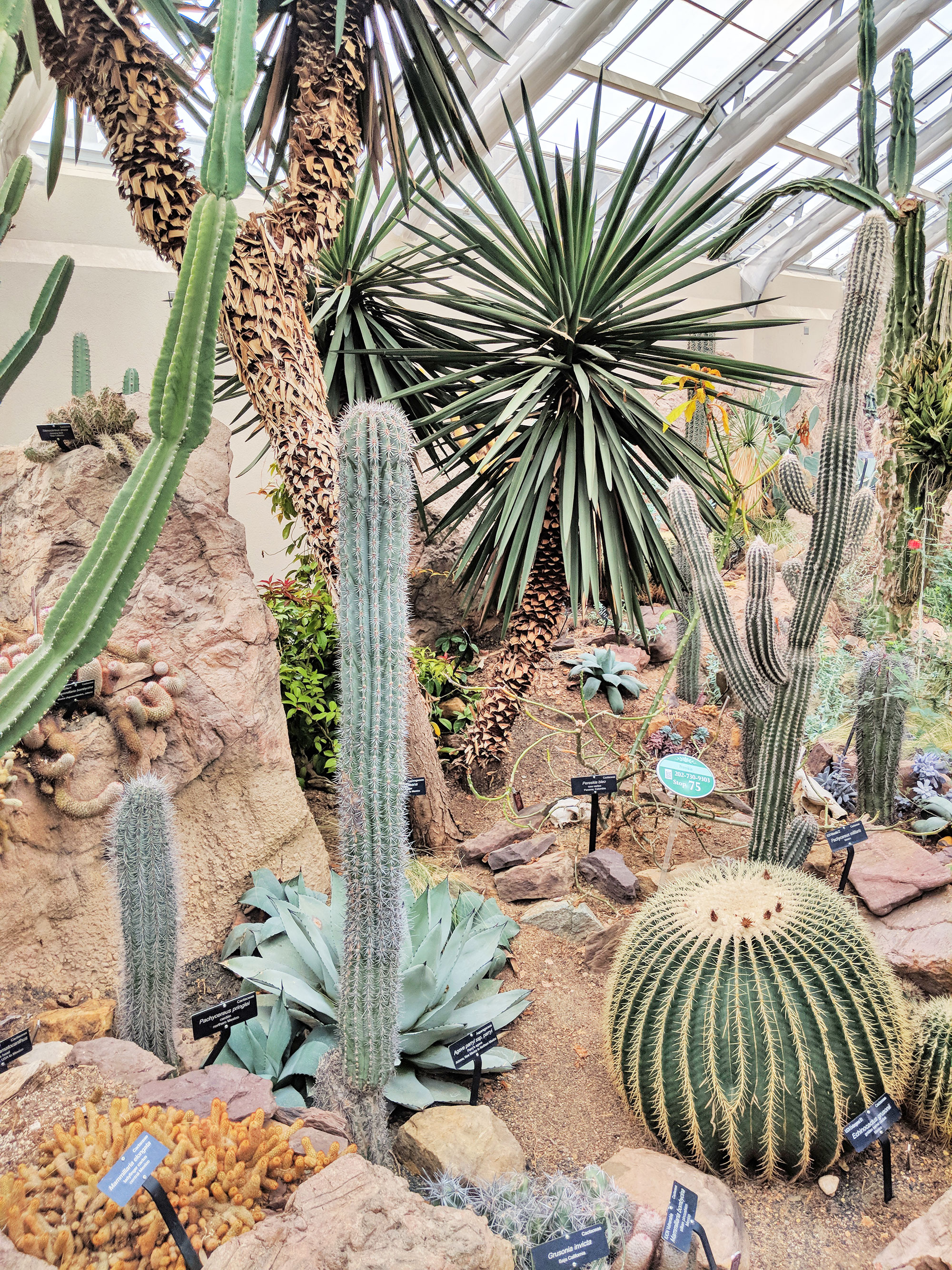 The cactus room of the U.S. Botanical Garden in Washington, D.C.