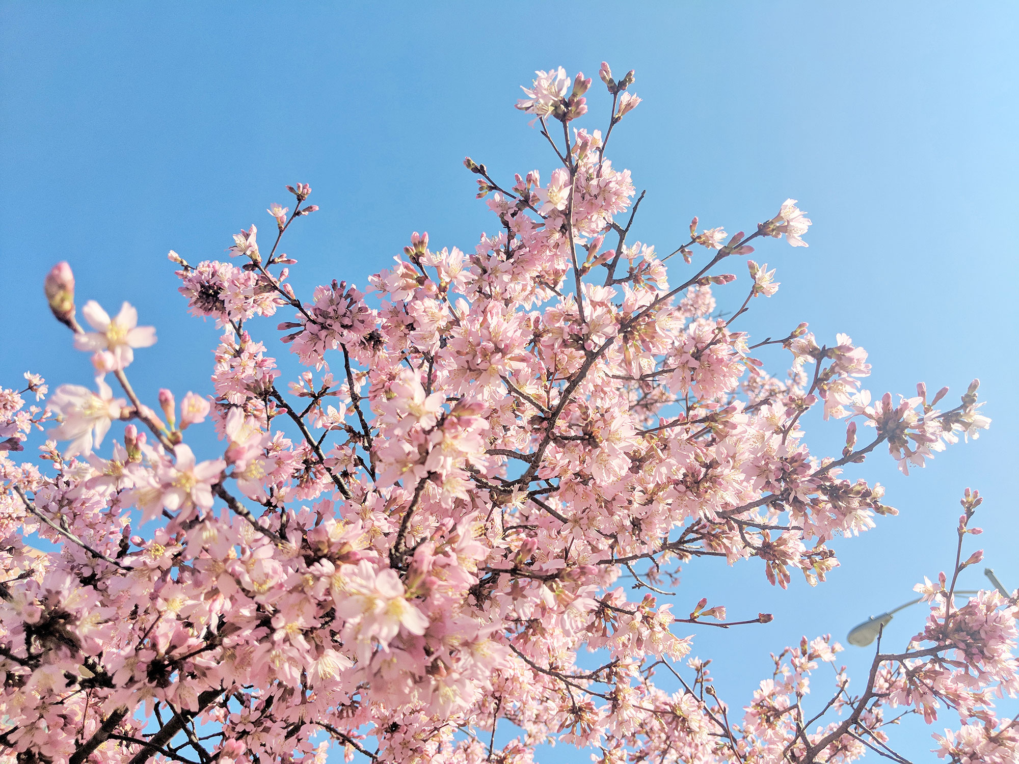 Cherry Blossoms in Arlington, Virginia.