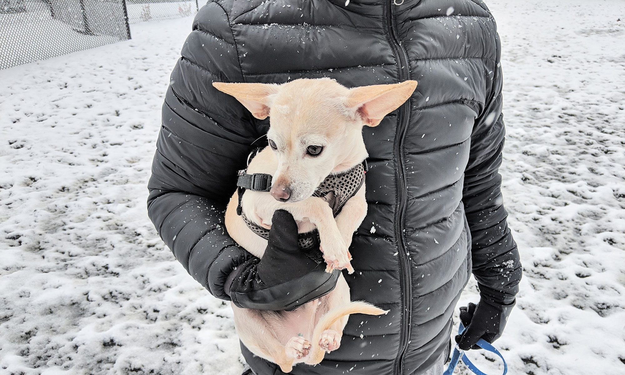 Gunter the chiweenie doesn't like the snow -- we gave him more clothing for subsequent outings.