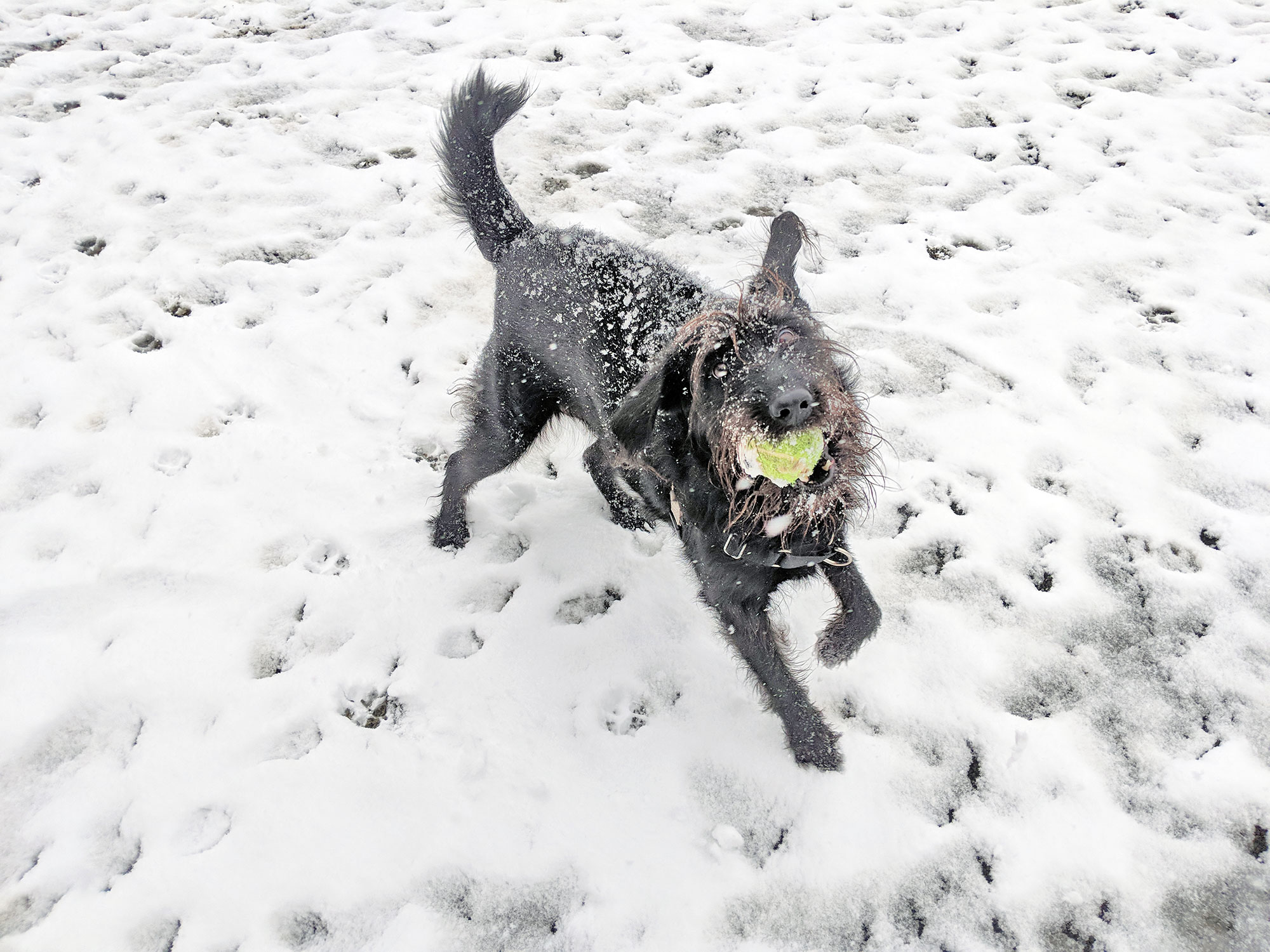 Ingrid the labradoodle experiencing her first Washington D.C. snowstorm with a tennis ball.