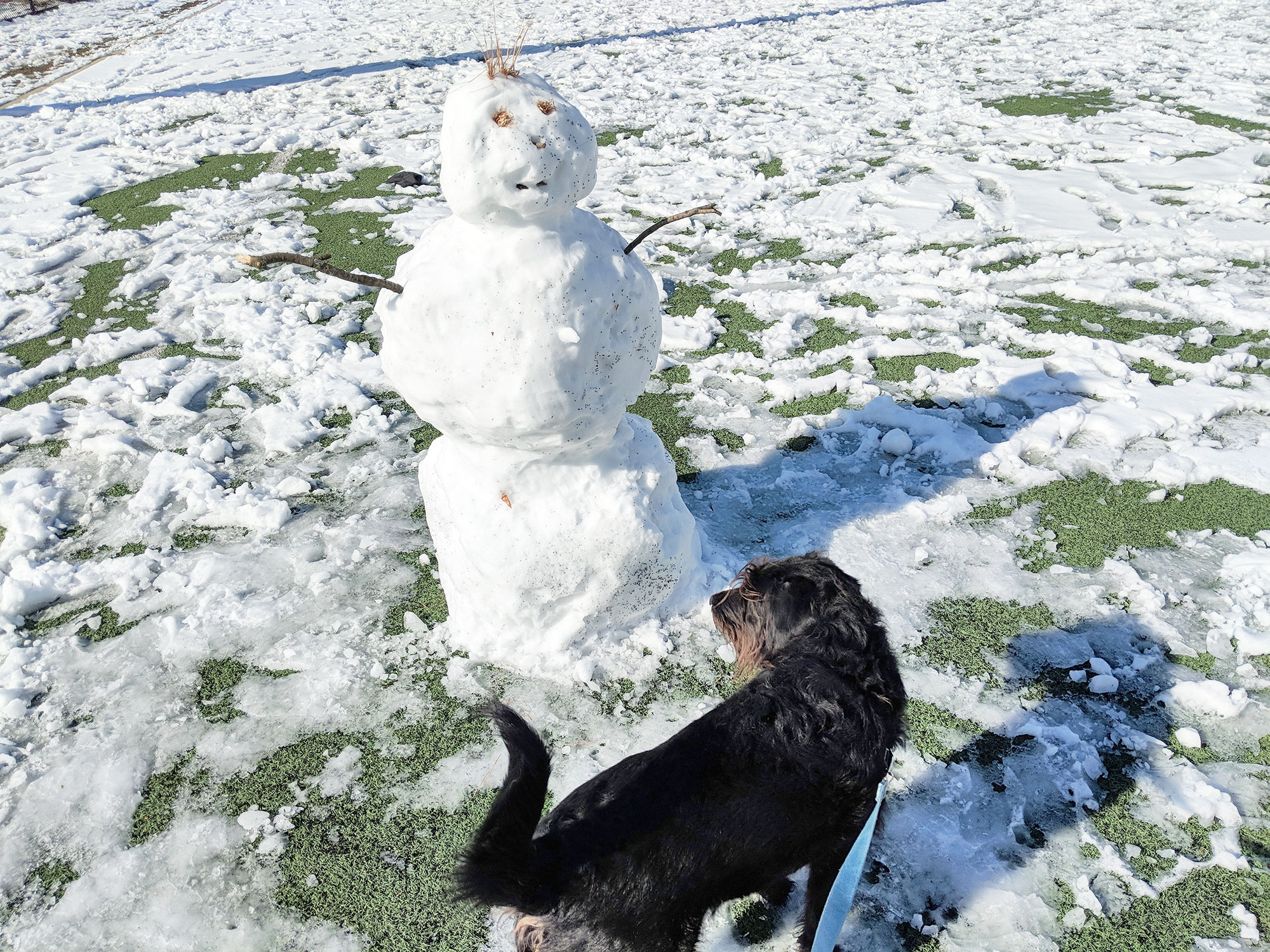 Ingrid the labradoodle inspecting a suspicious snowman.