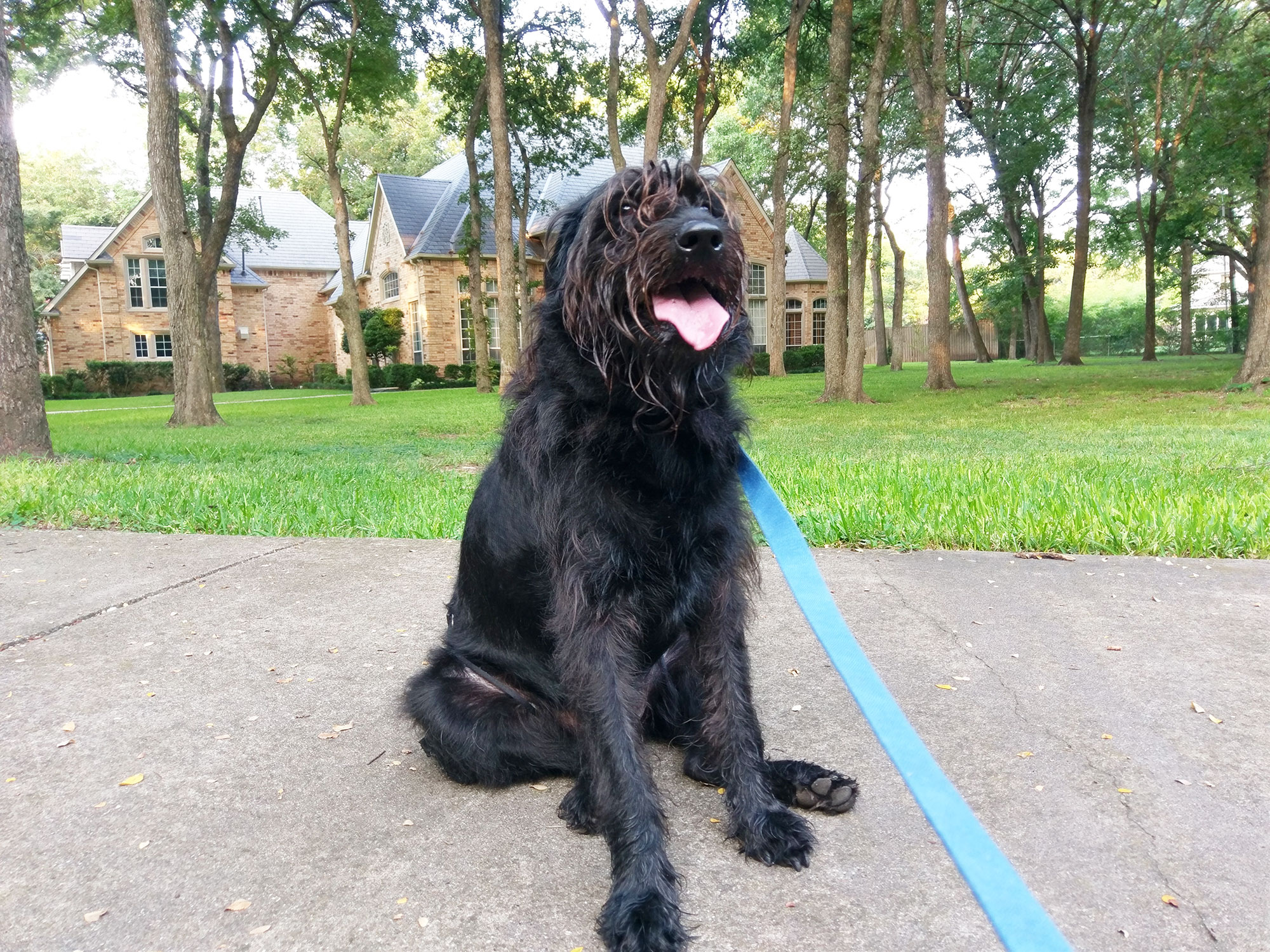 Ingrid the labradoodle at a park in Addison, Texas.