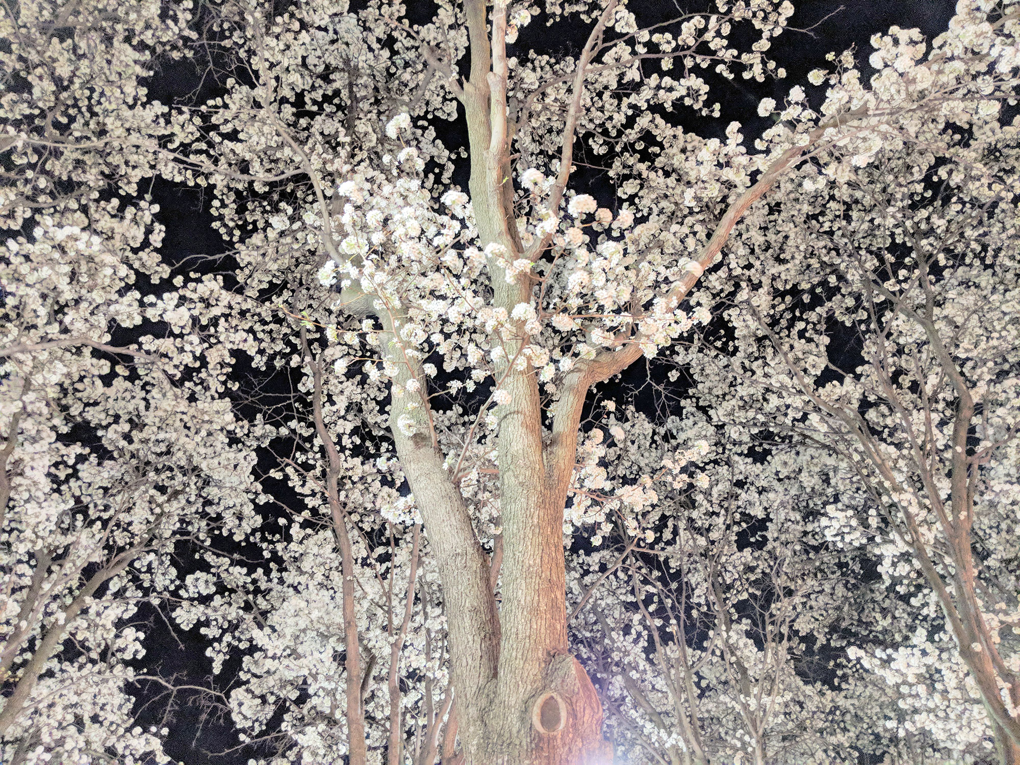 Cherry Blossoms at night in Arlington, VA.