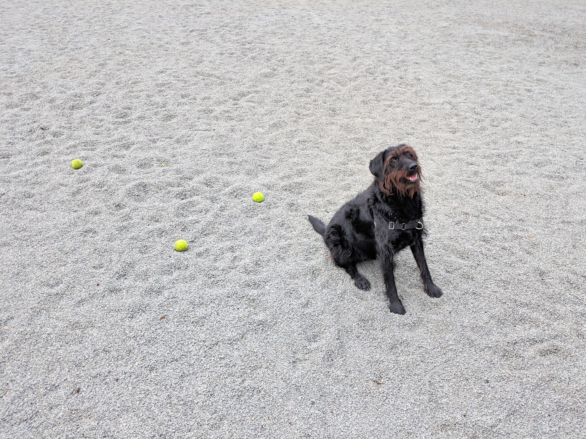 Ingrid the labradoodle not choosing a tennis ball at the dog park.