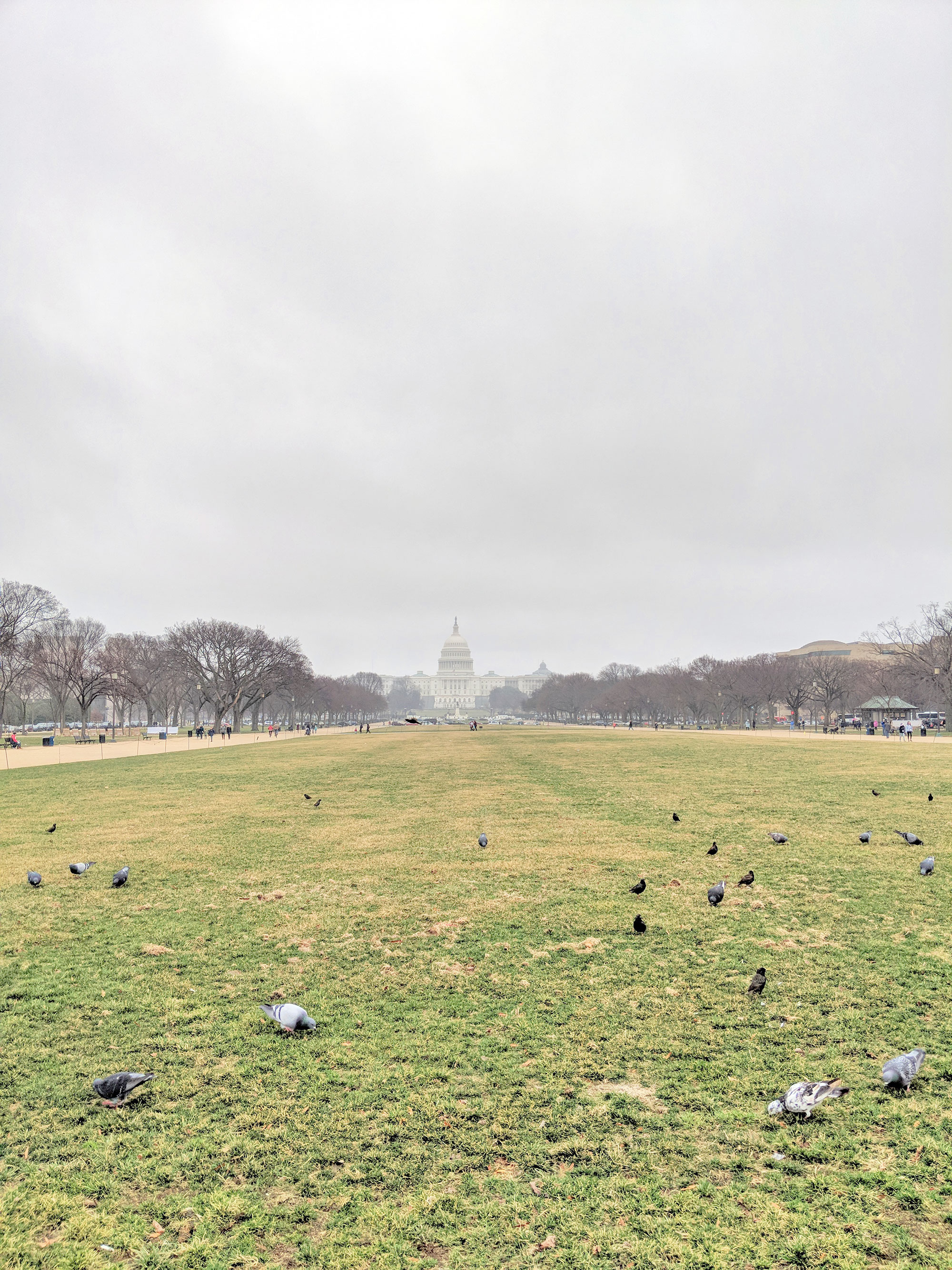Pigeons swarming the National Mall at Washington D.C.
