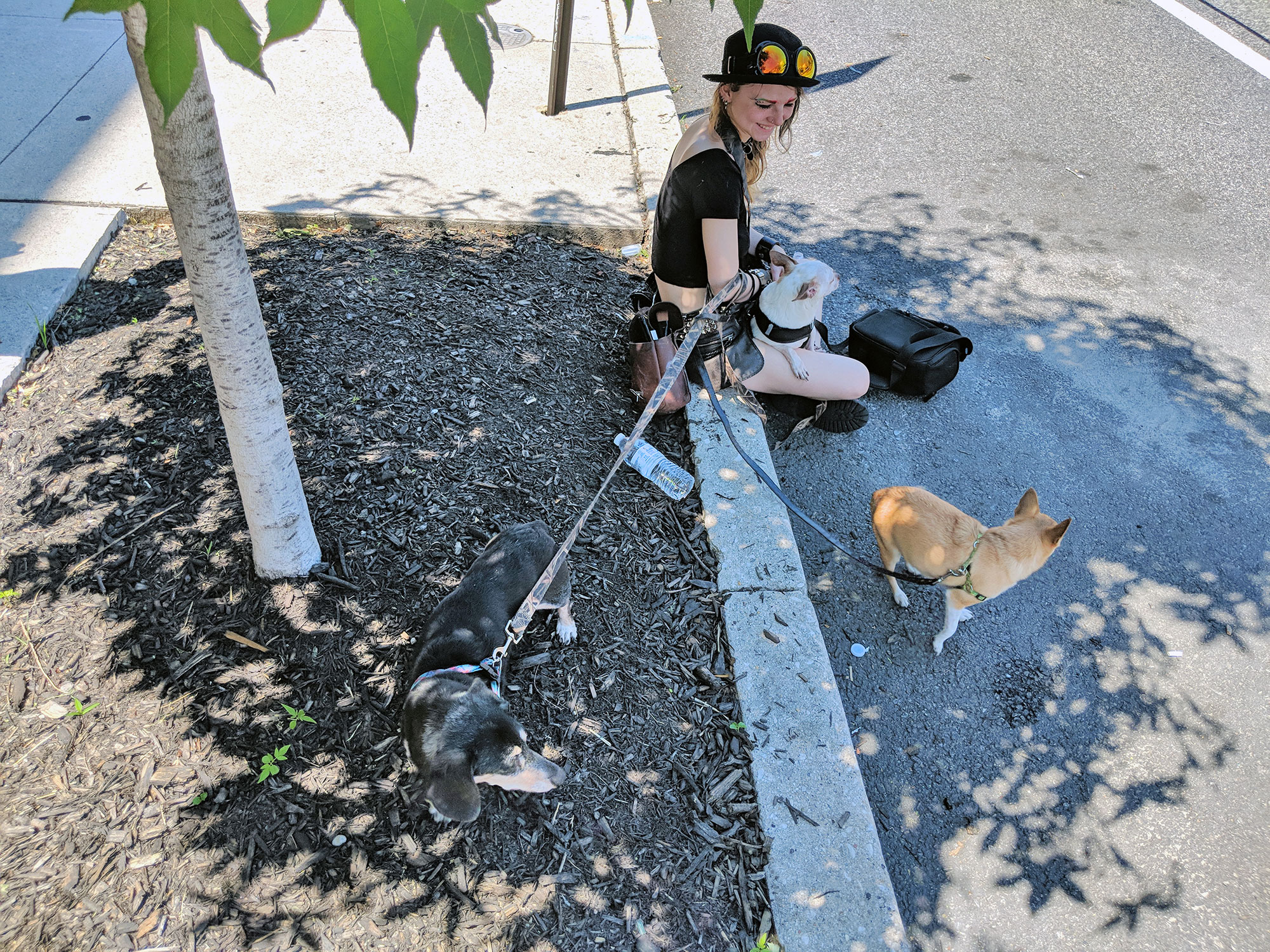 Dogs at Baltimore gay pride.