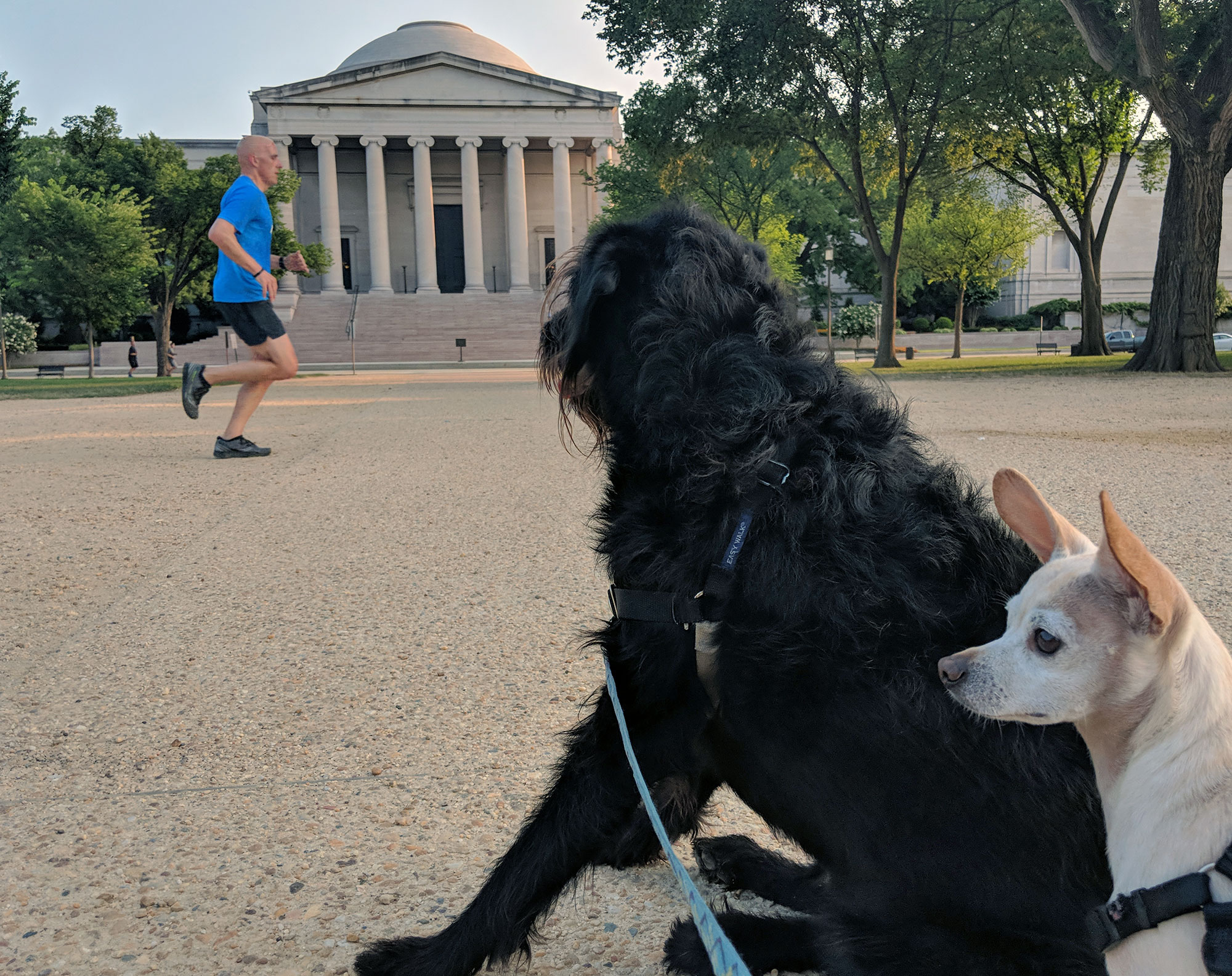 Ingrid the labradoodle and Gunter the chiweenie on the National Mall.