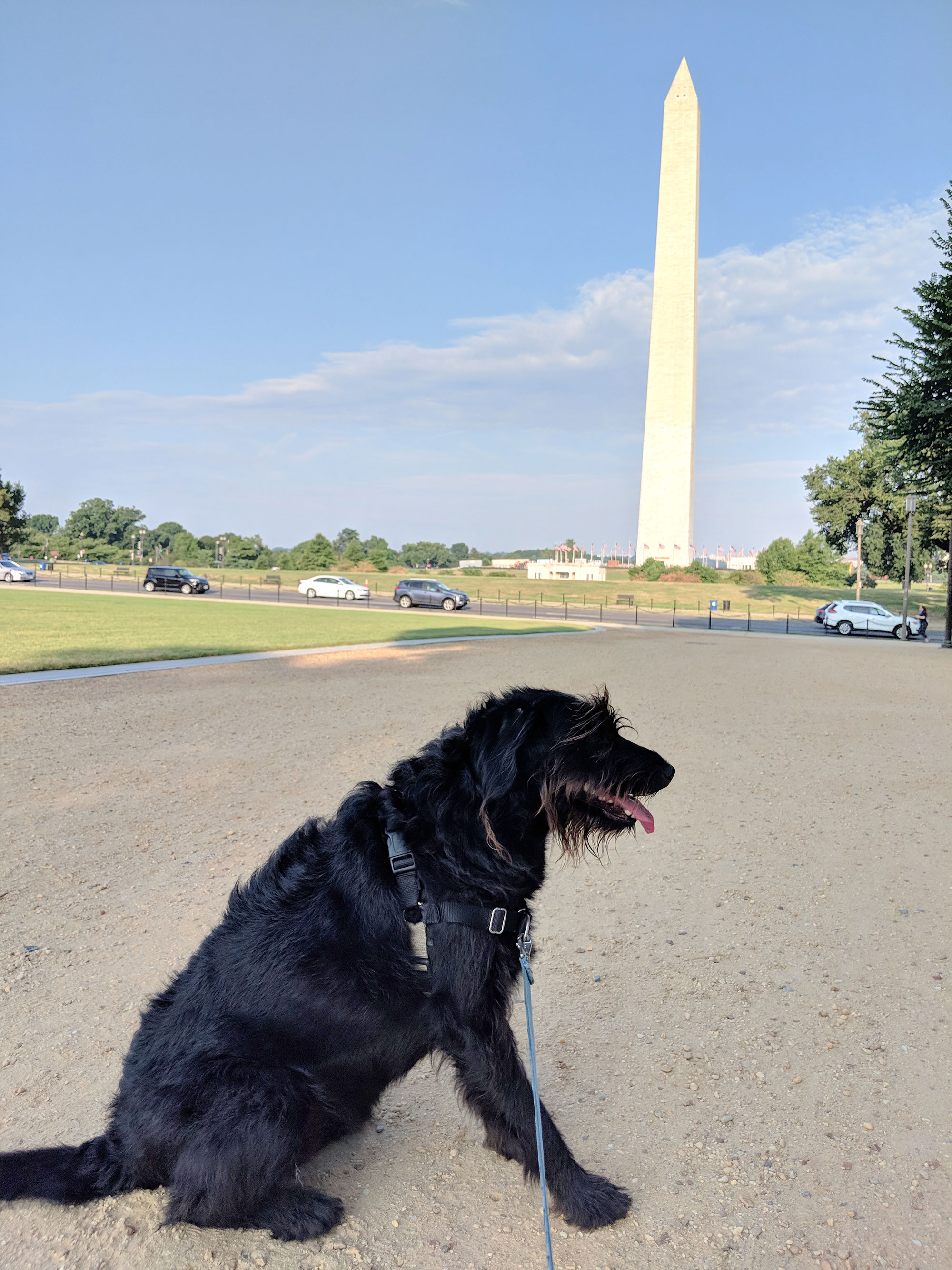 Ingrid the labradoodle near the Washington Monument in D.C.