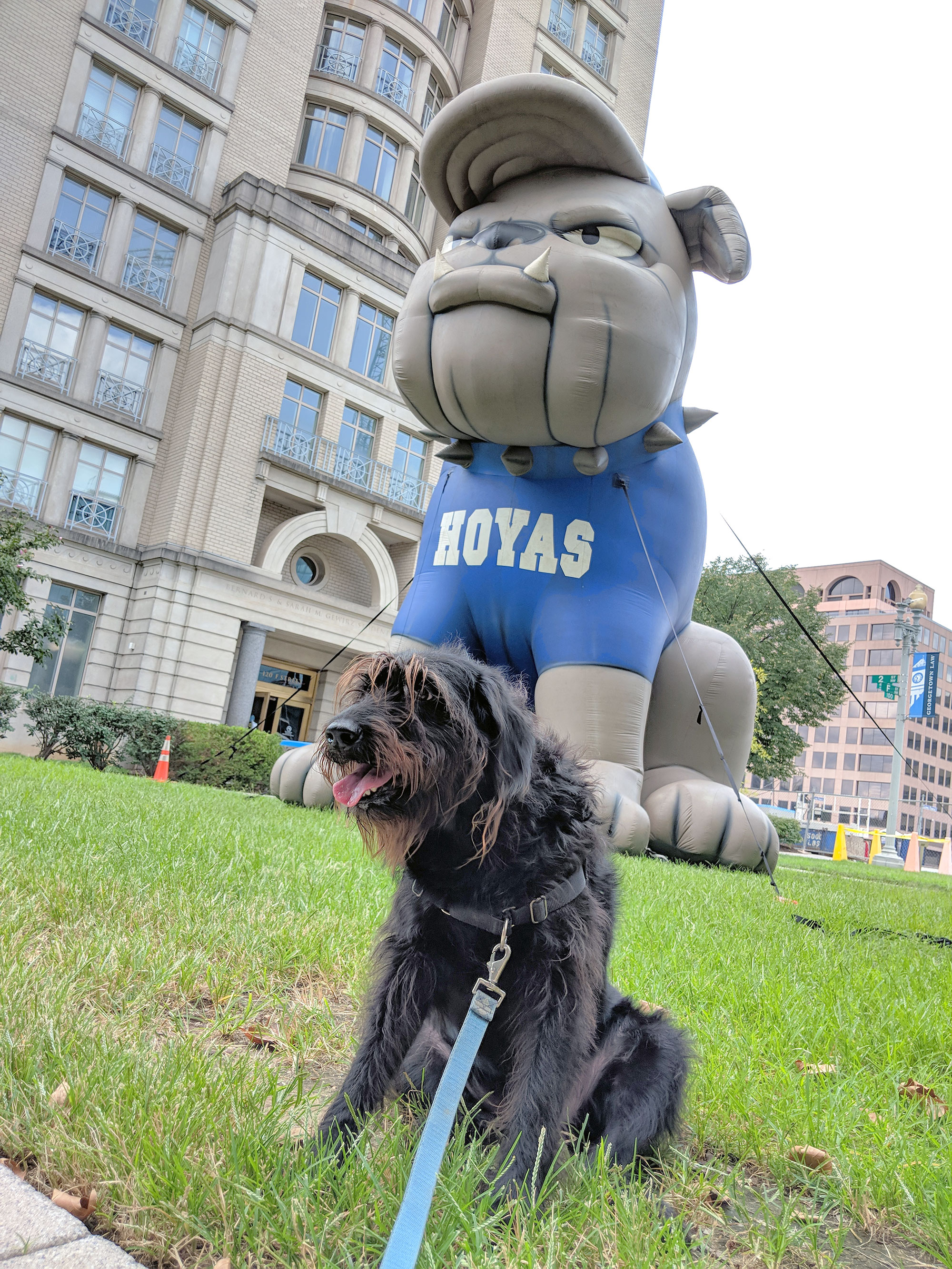 Ingrid the Labradoodle posing on the Georgetown Law Center Campus.