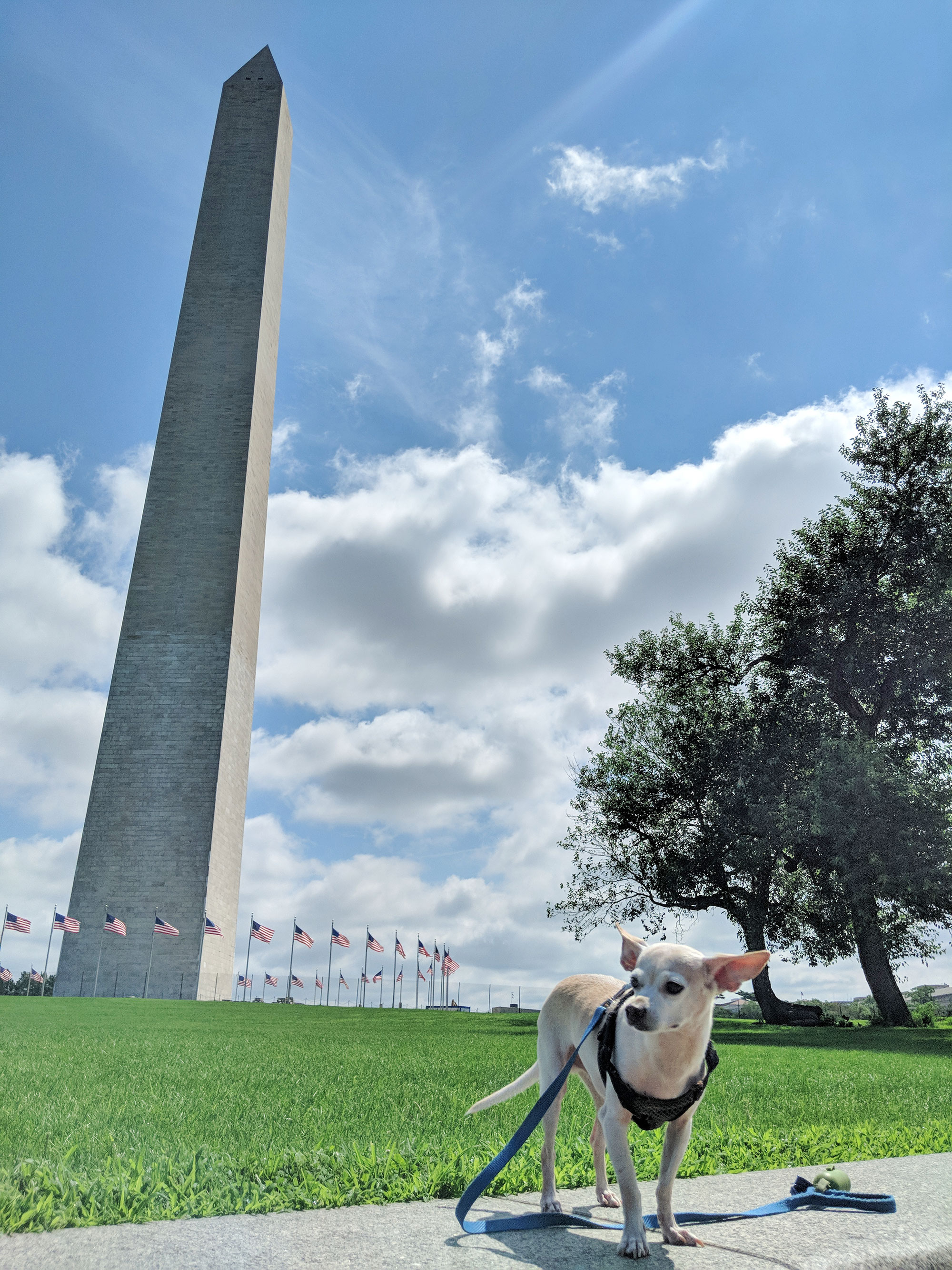 Gunter the Chiweenie upset about life in front of the Washington Monument.