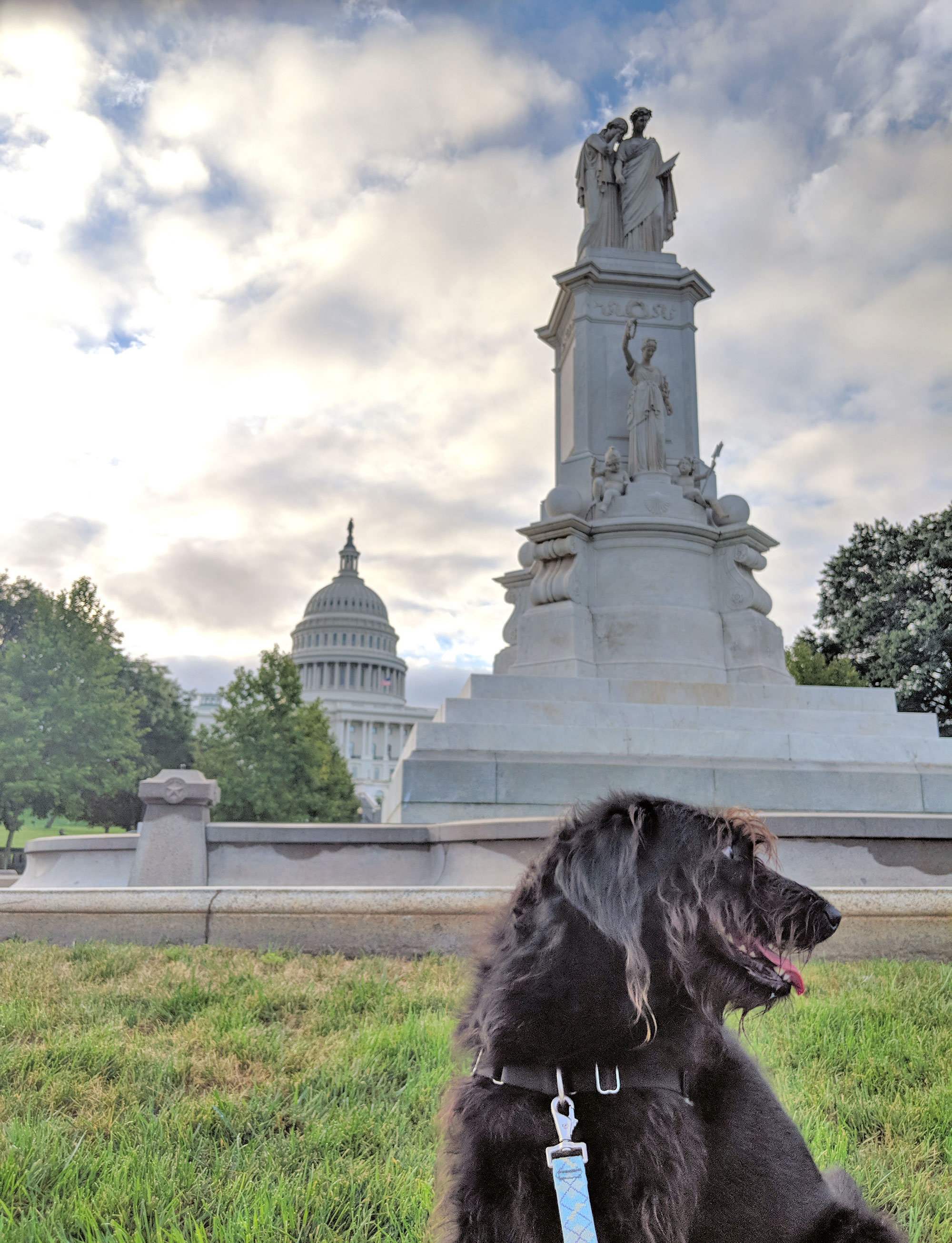Ingrid the Labradoodle posing in front of the U.S. Capitol.