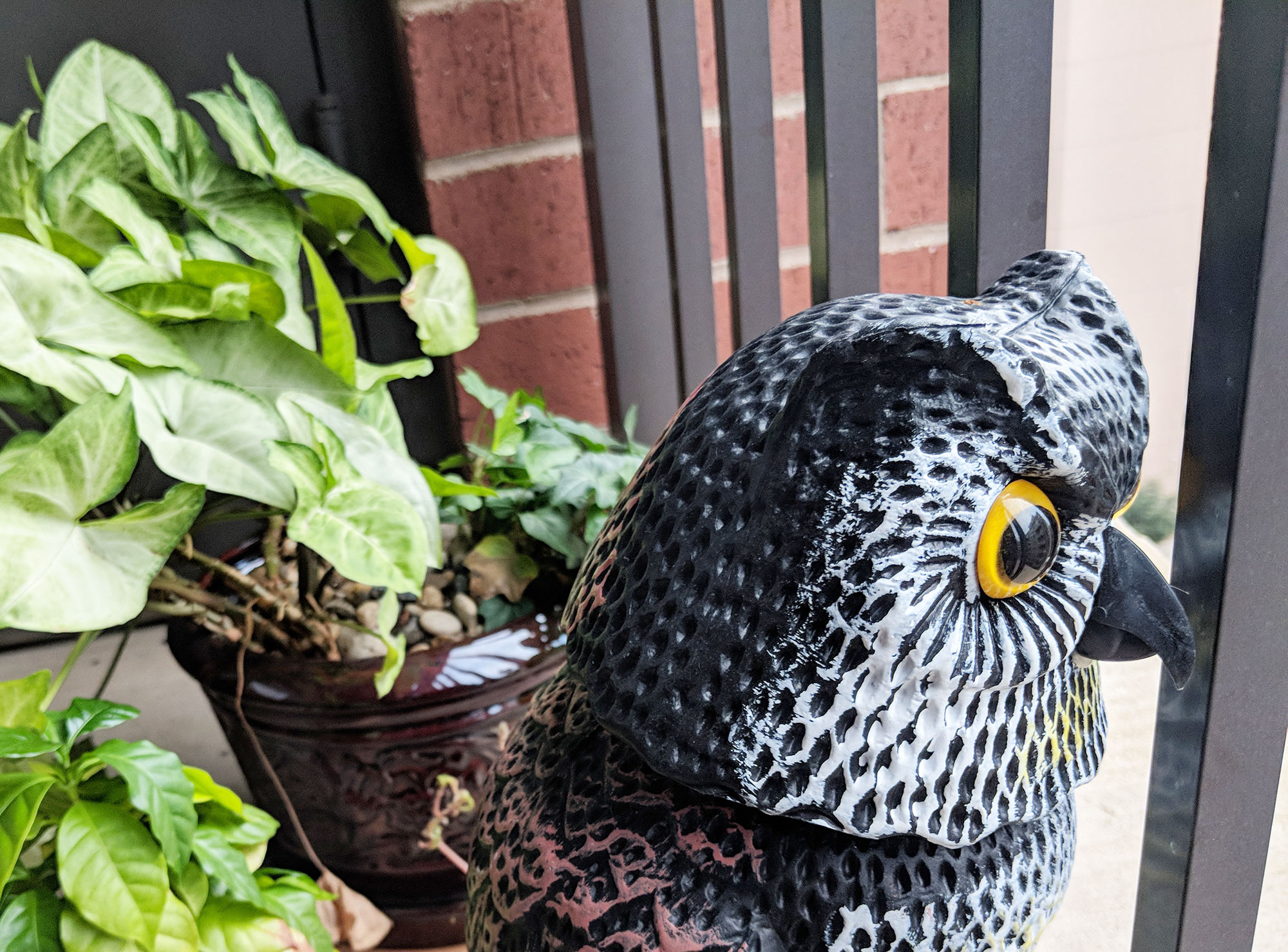 A battery-operated owl scarecrow protecting my balcony from pigeons.