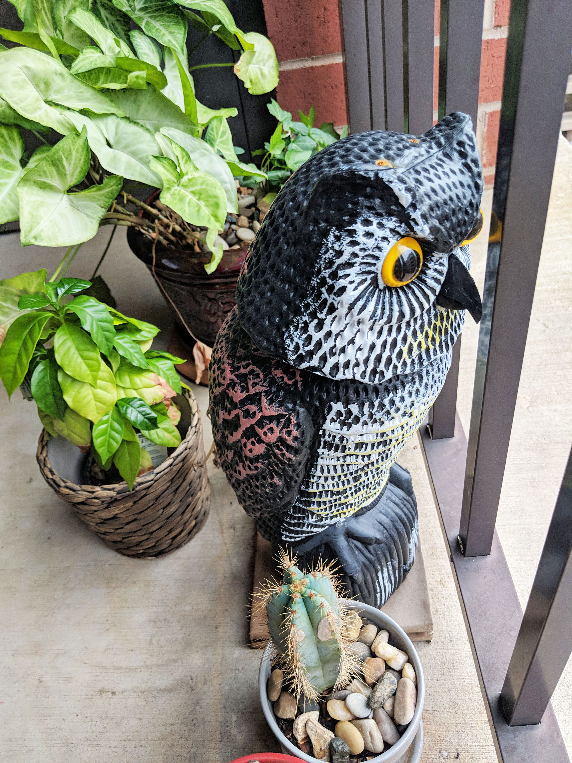 A battery-operated owl scarecrow protecting my balcony from pigeons.