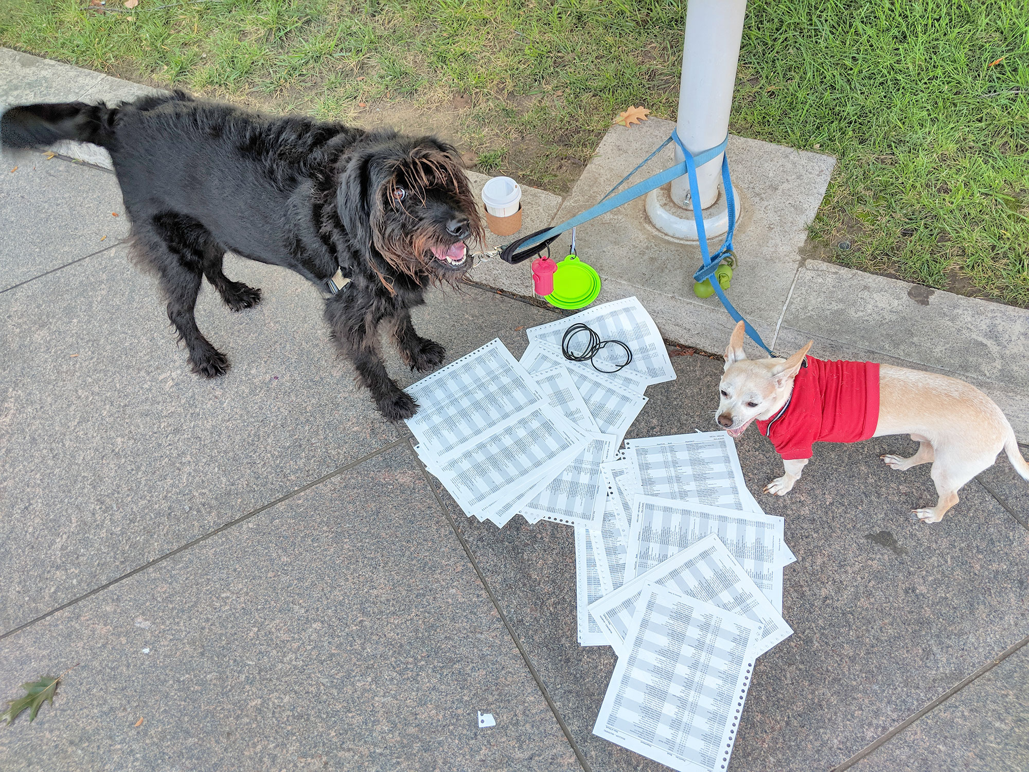 The dogs patiently waiting while I clean up the National Police Officers Memorial.