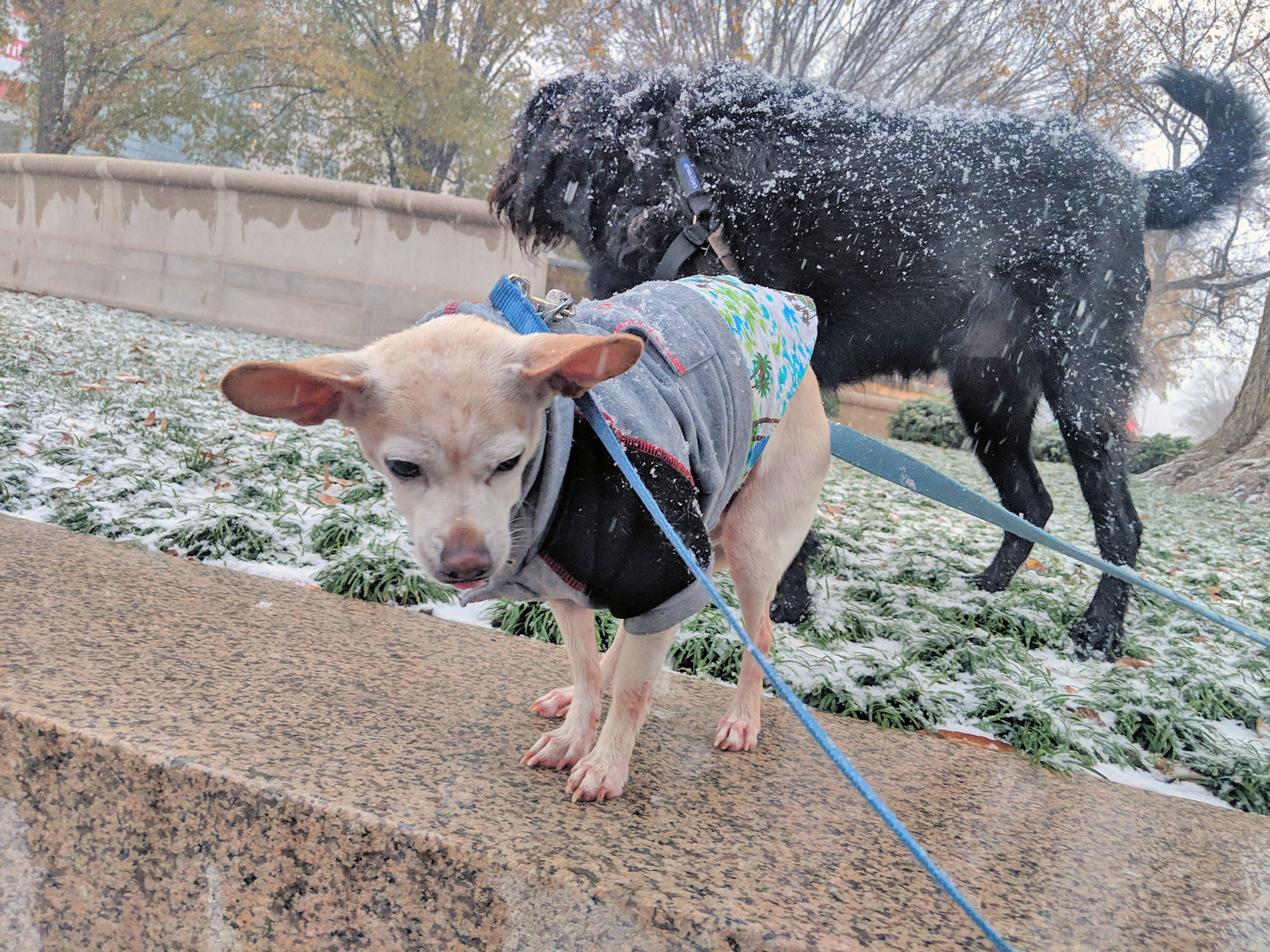 Gunter and Ingrid during the first Washington D.C. snow storm of the season.