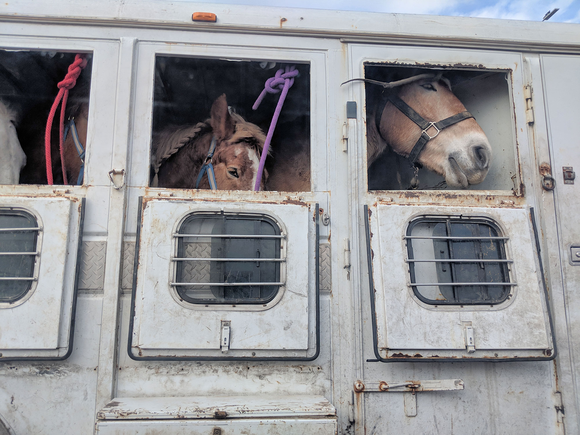 These horses were next to my Uber on the highway from the airport.