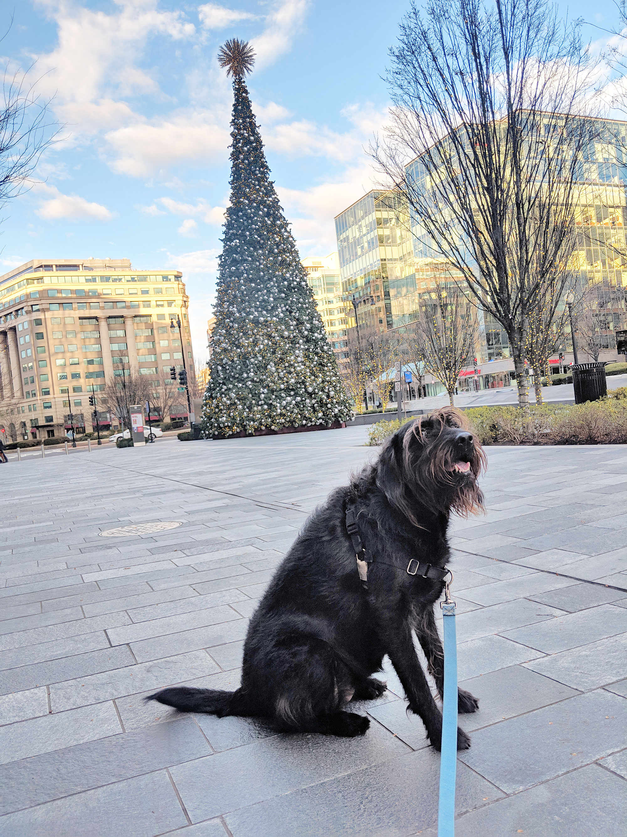 Ingrid posing in front of a Christmas tree near CityCenter D.C.