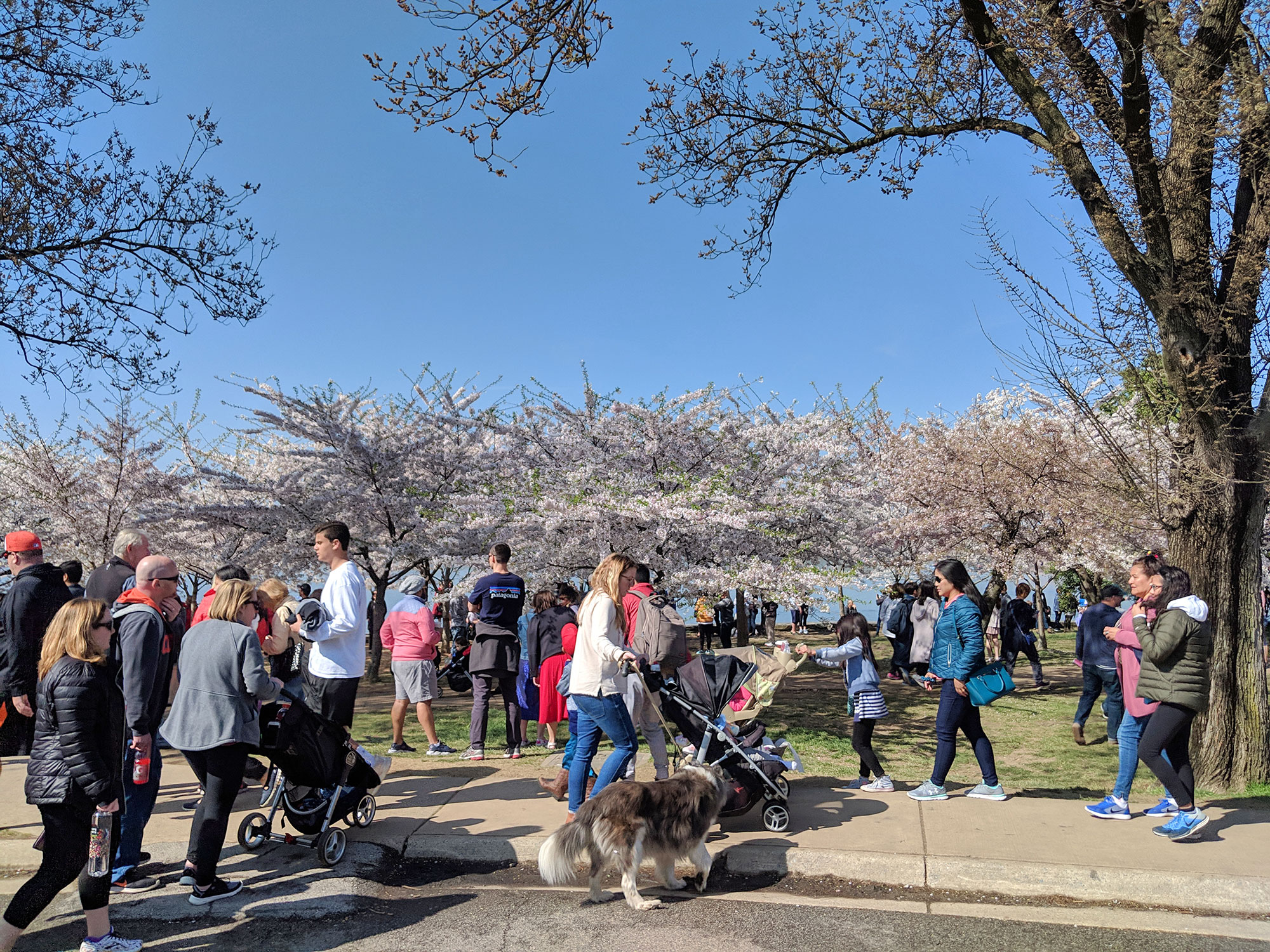 The Washington D.C. tidal basin mobbed by tourists during Cherry Blossom season.