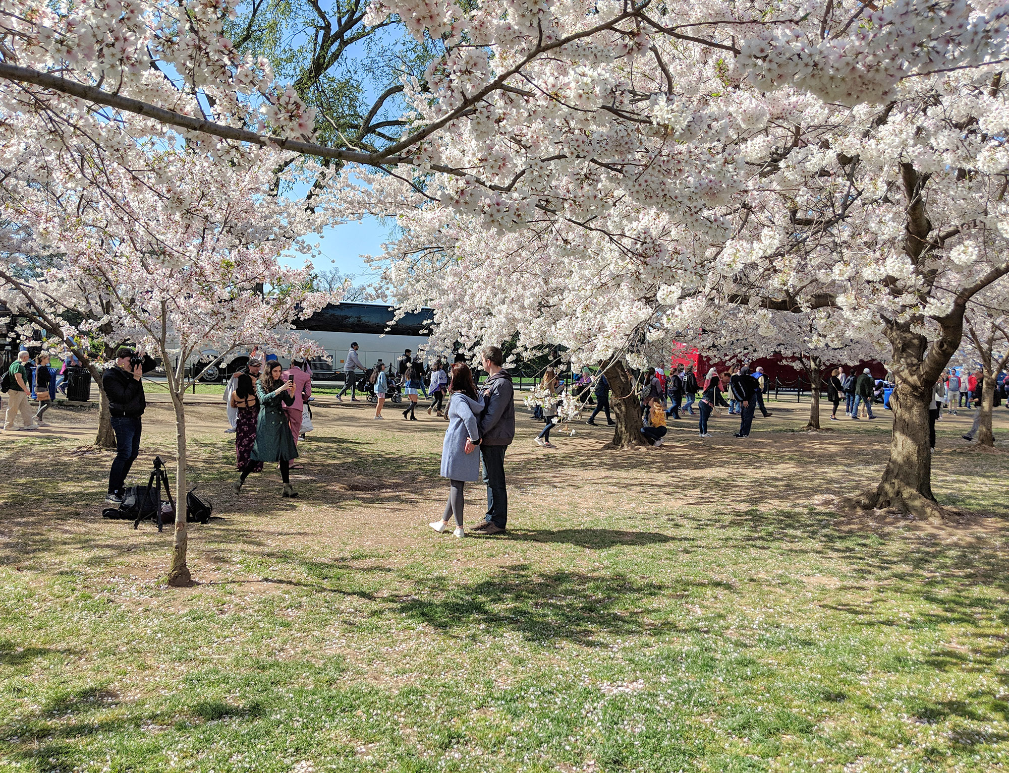 Tourists taking pictures of the Washington D.C. cherry blossoms in the National Mall.