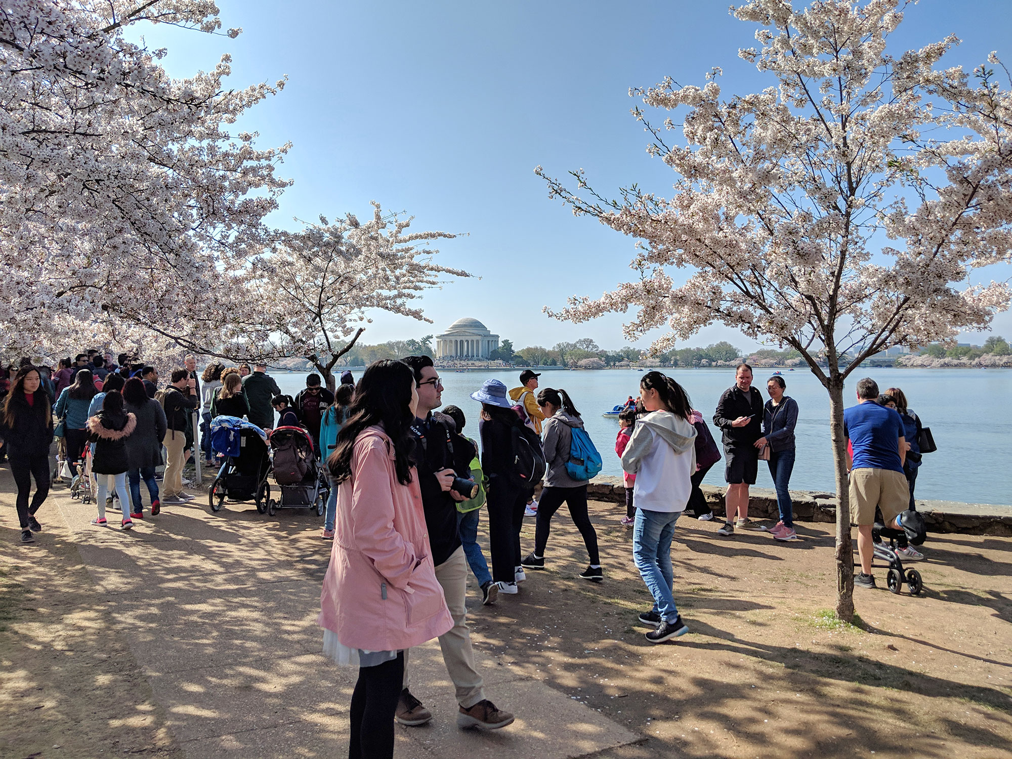 Tourists at the Washington D.C. cherry blossoms.