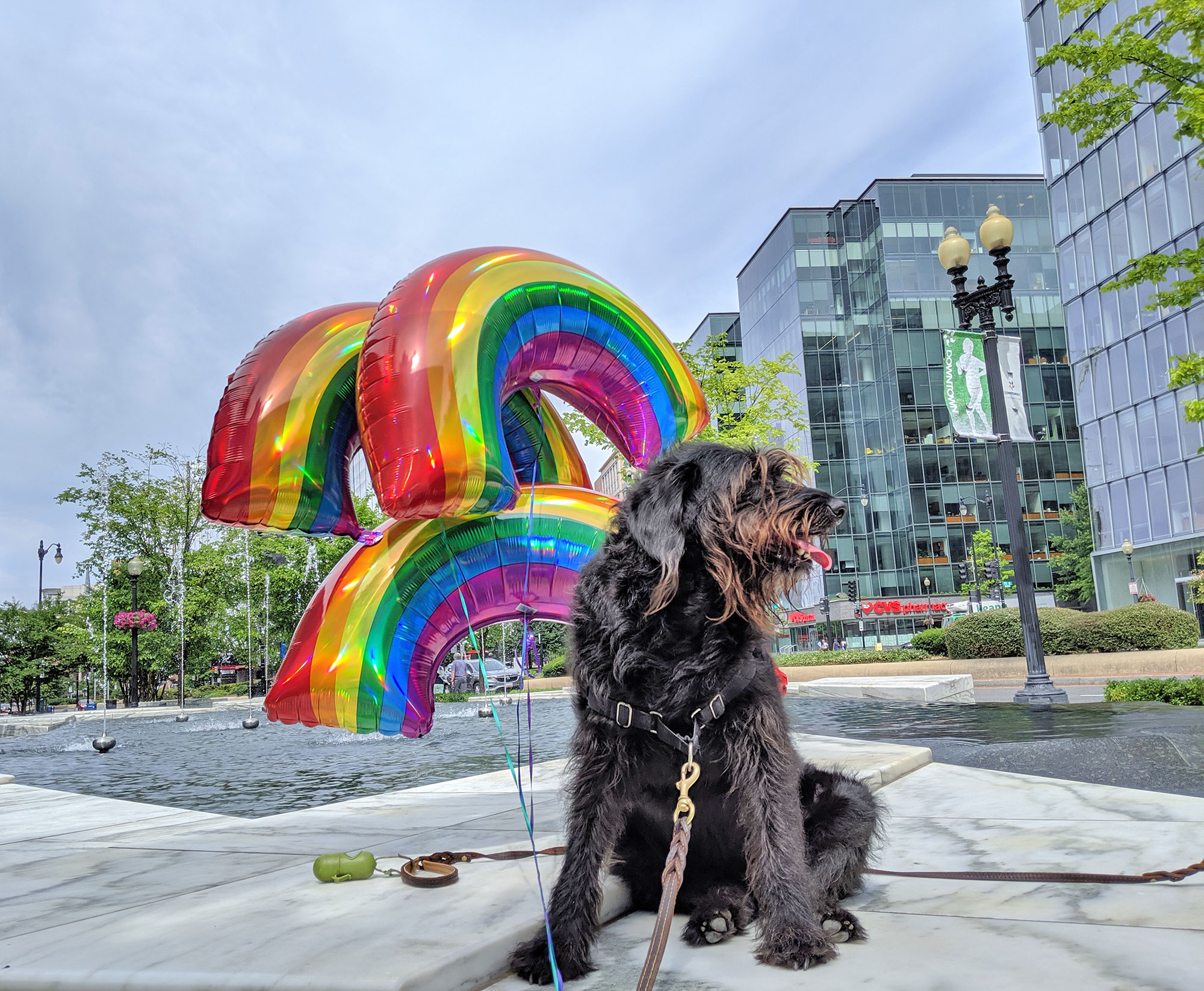 Ingrid the labradoodle posing near City Center DC with rainbow balloons.