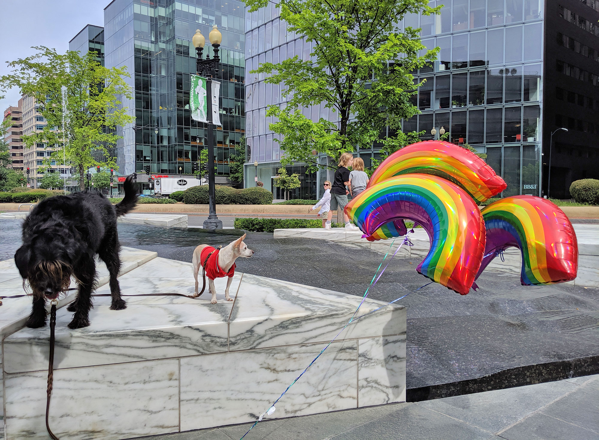 Gunter the Chiweenie posing with rainbow balloons during Capital Pride.