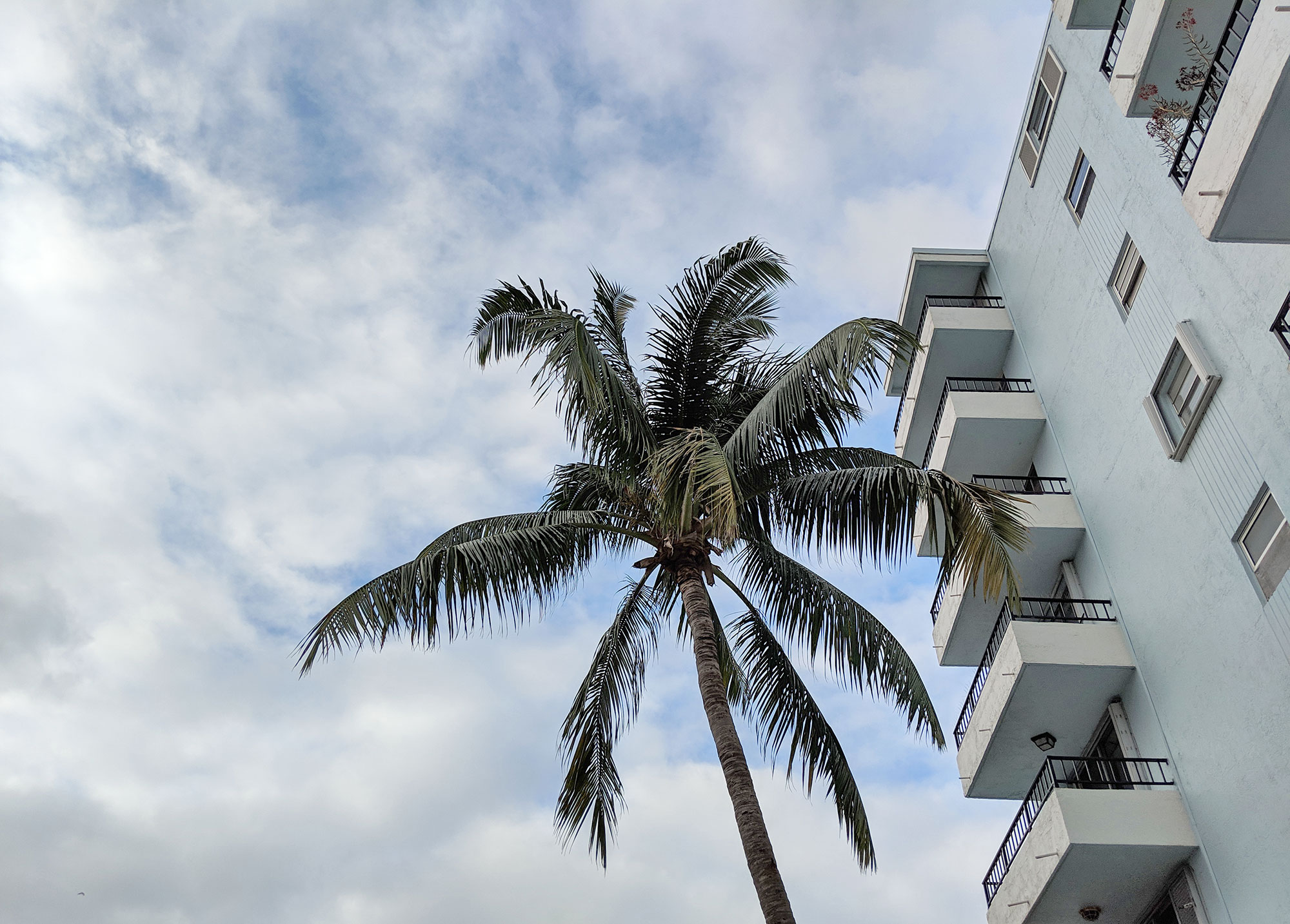 Condos and palms in Miami.