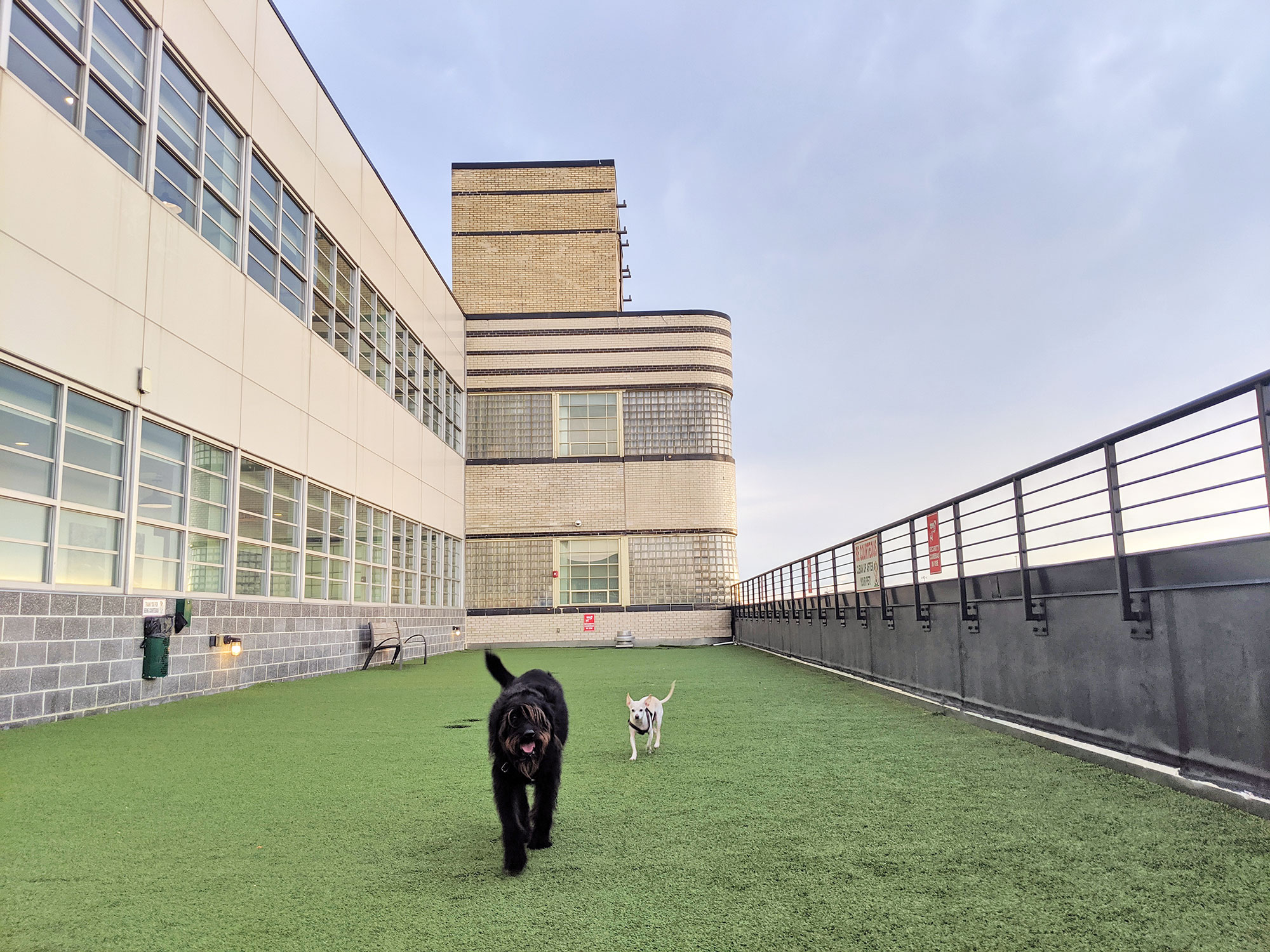 Gunter and Ingrid at the Hecht Warehouse rooftop dog park.