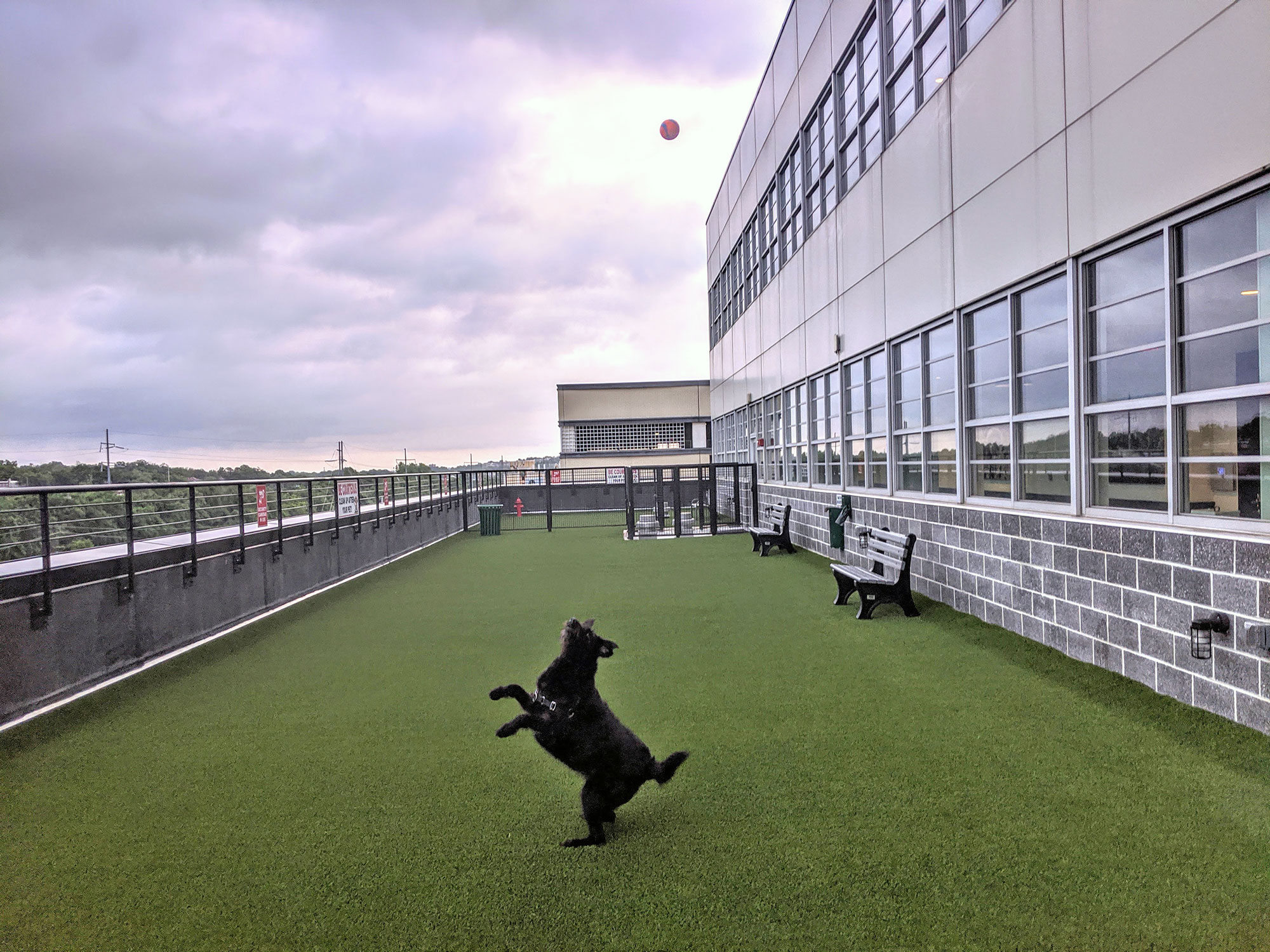 Ingrid the Labradoodle at the rooftop dog park.