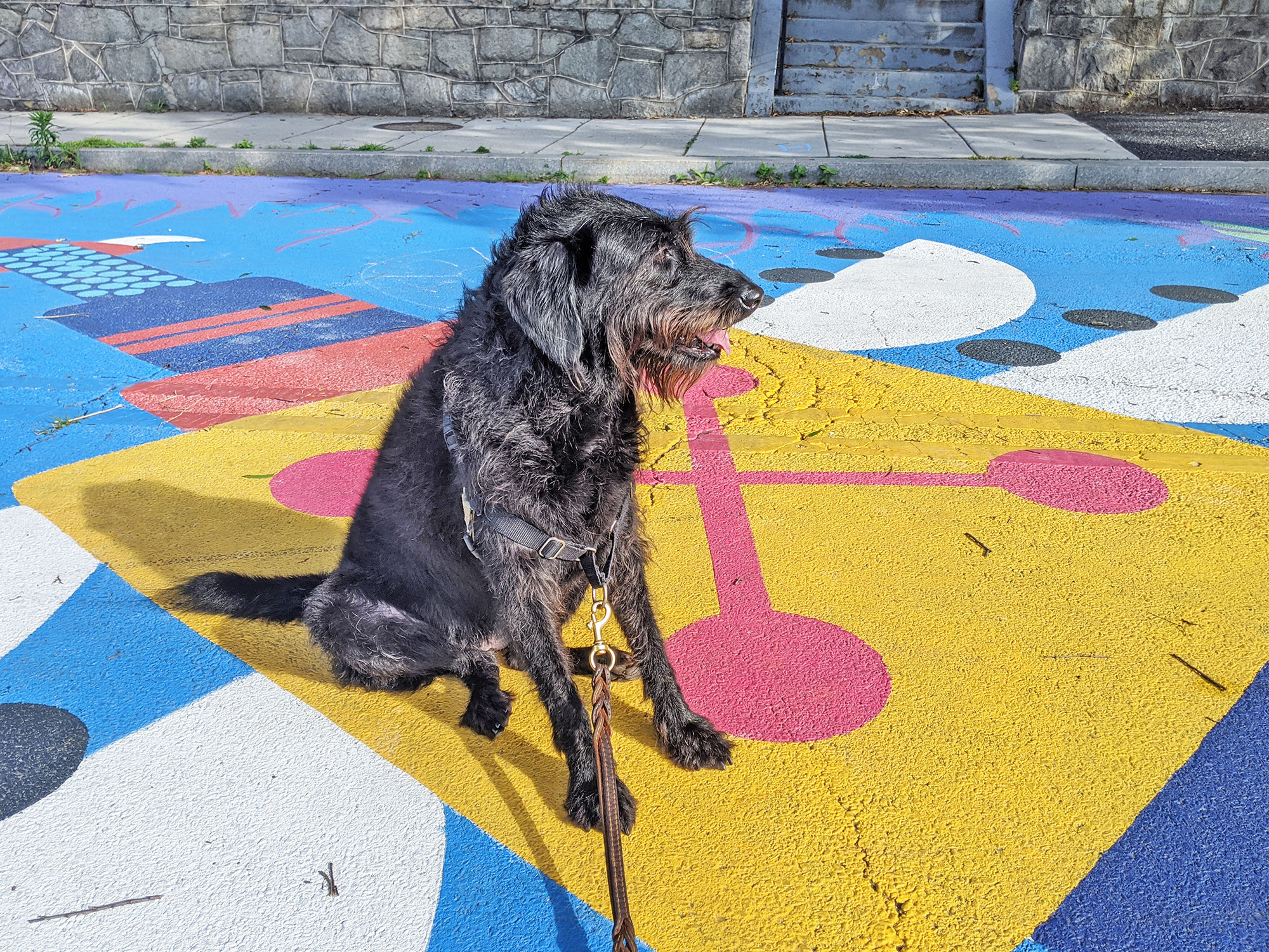 Ingrid the labradoodle with some street art in the Gallaudet / Trinidad neighborhood of Northeast D.C.